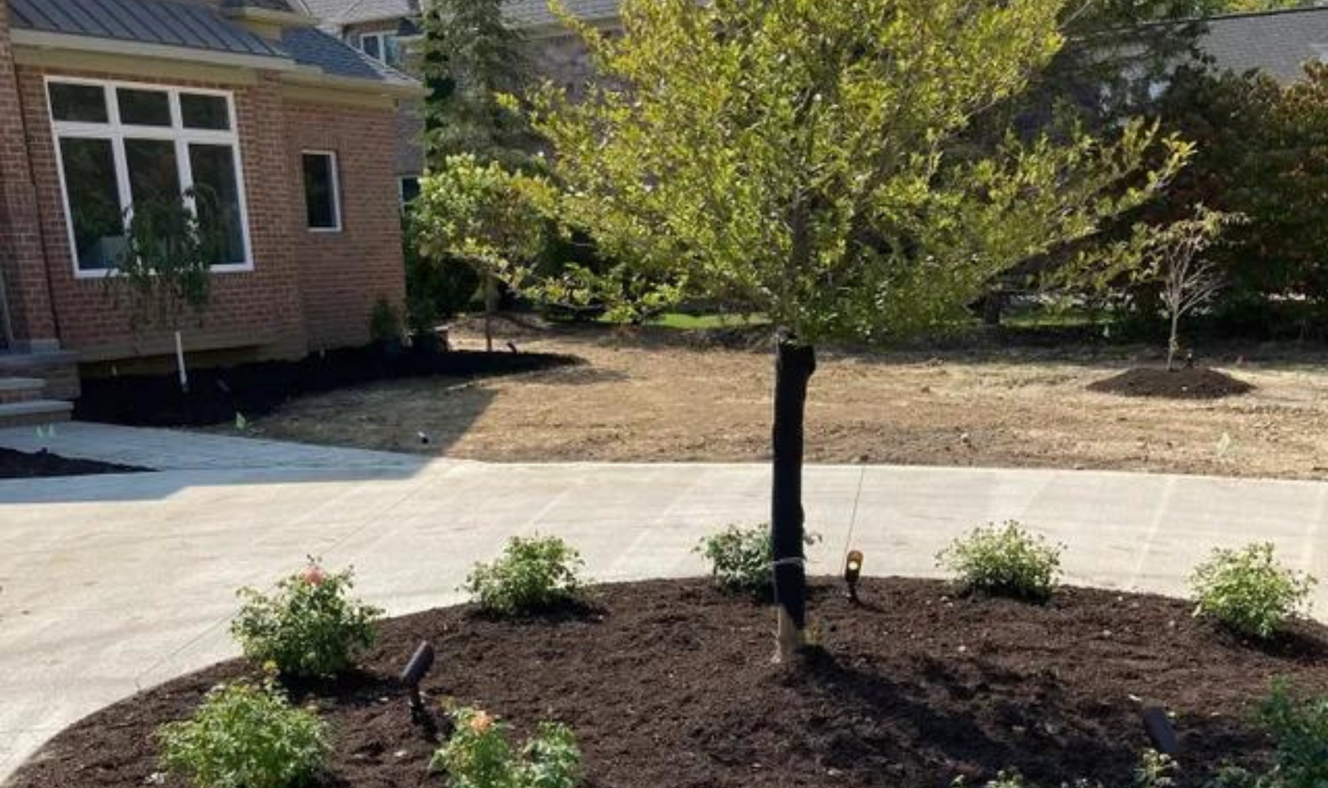 A small tree in a mulched front yard bed beside a house and driveway