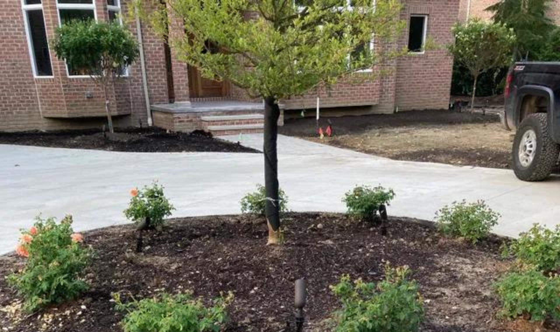 Small landscaped tree bed with young shrubs in front of a brick house and driveway