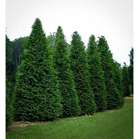 Row of tall green conifer trees along a grassy lawn under an overcast sky