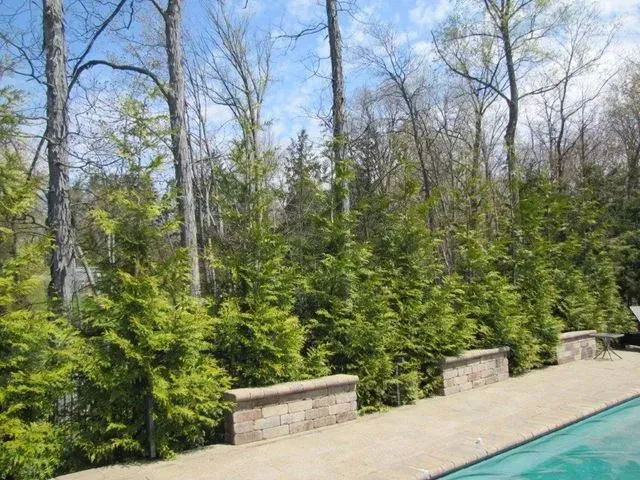 Backyard pool patio with stone wall, evergreen shrubs, bare trees, and blue sky