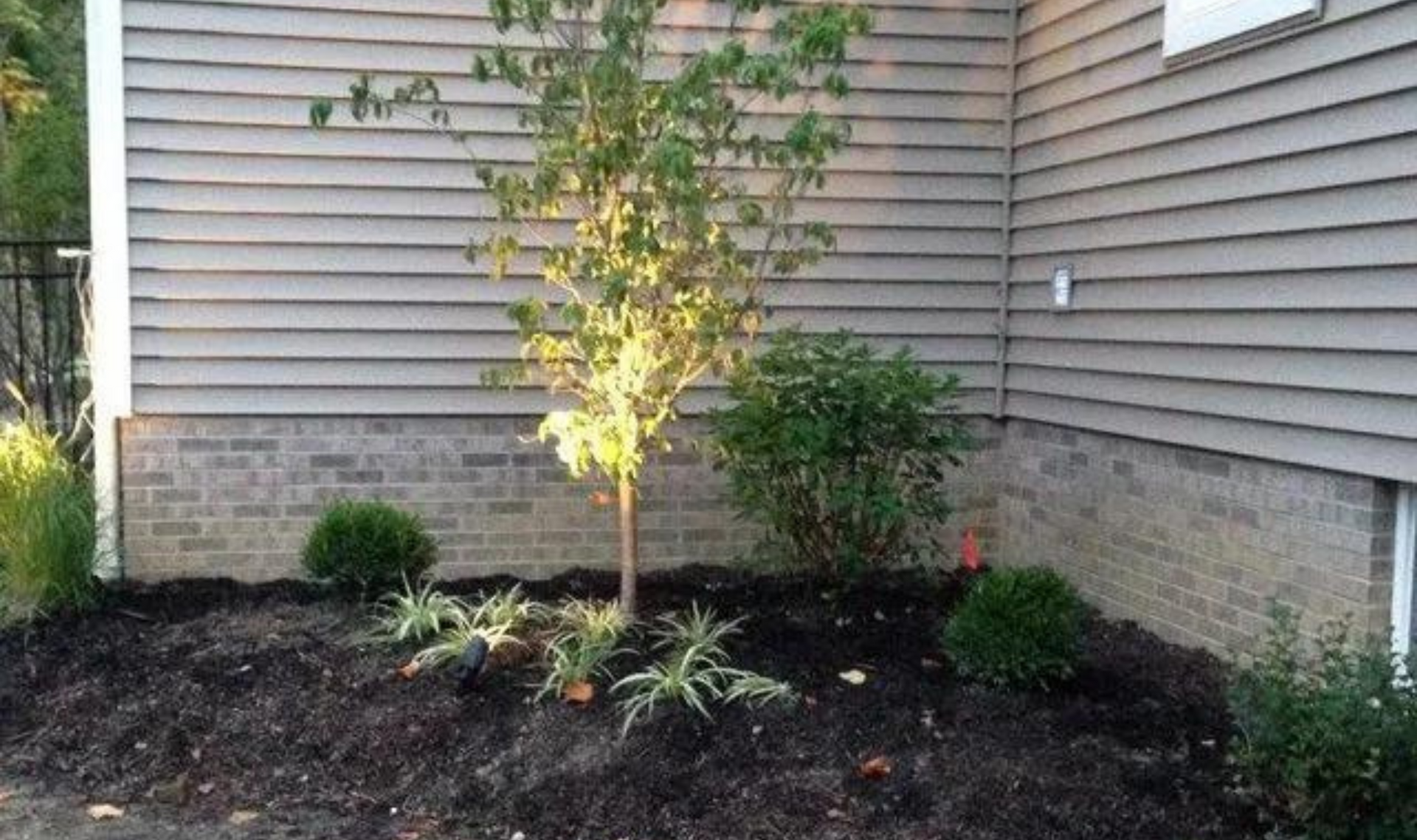 Landscaped corner bed with a small tree, shrubs, and mulch beside a house with gray siding and stone foundation