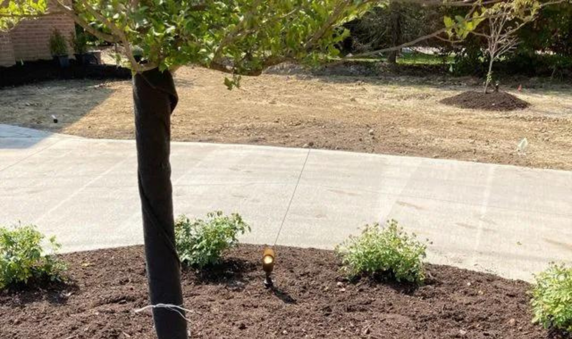Young tree in a mulched yard beside a sidewalk with small shrubs and dry grass