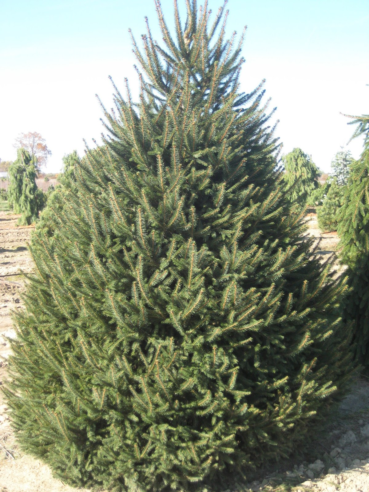 Tall green evergreen tree in a sunny outdoor field