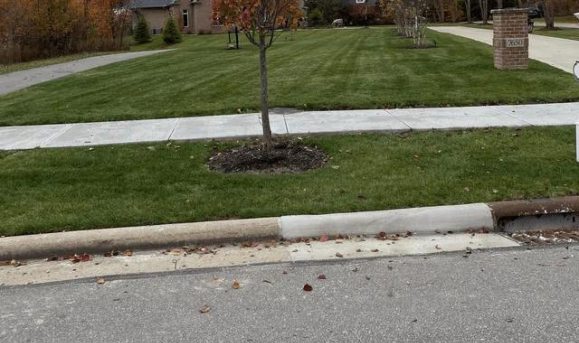 Sidewalk and curb beside a grassy lawn with a small tree in a suburban neighborhood