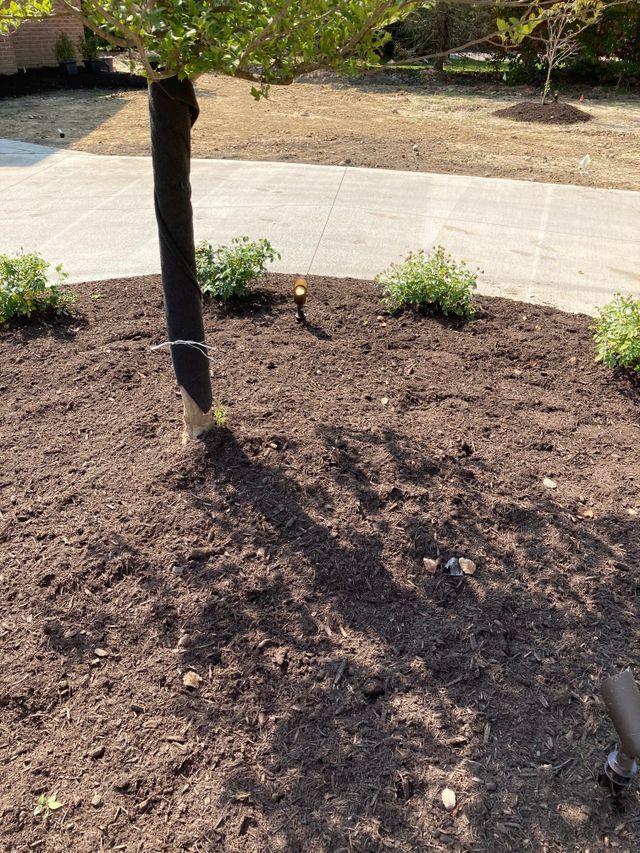 Mulched garden bed with young plants and a tree beside a sidewalk on a sunny day