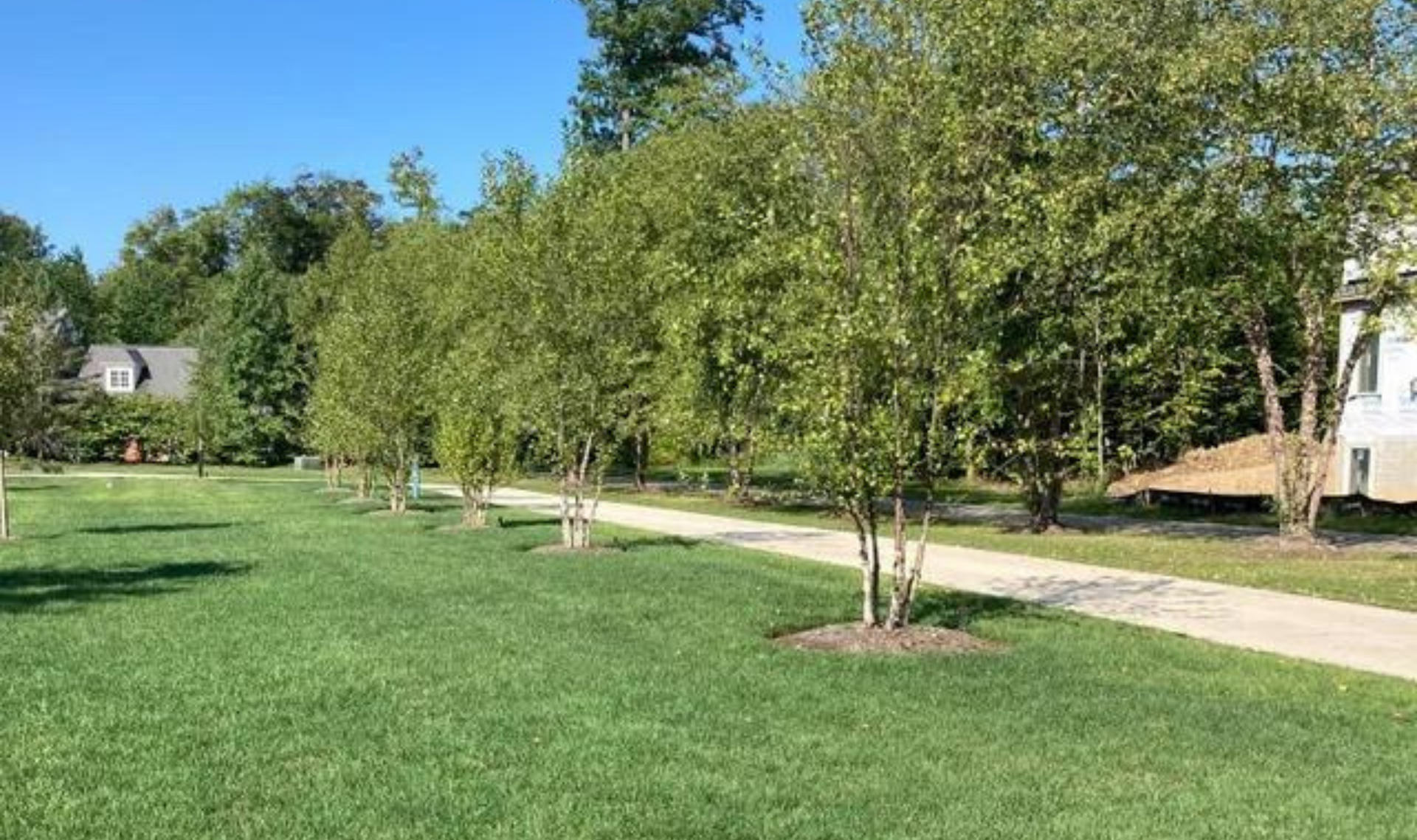 Grassy park with young trees lining a path on a sunny day