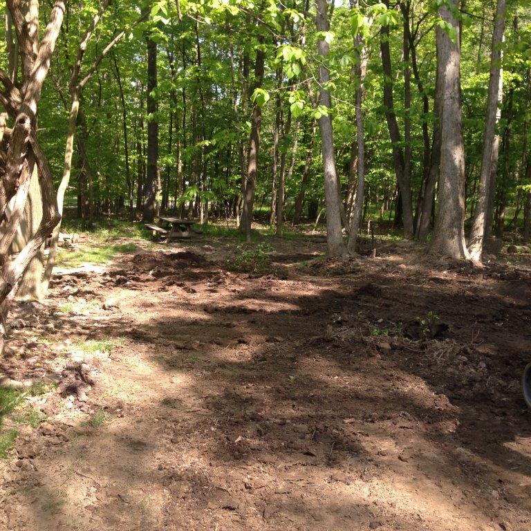 Sunlit dirt trail through a leafy green forest with tall trees and shaded ground