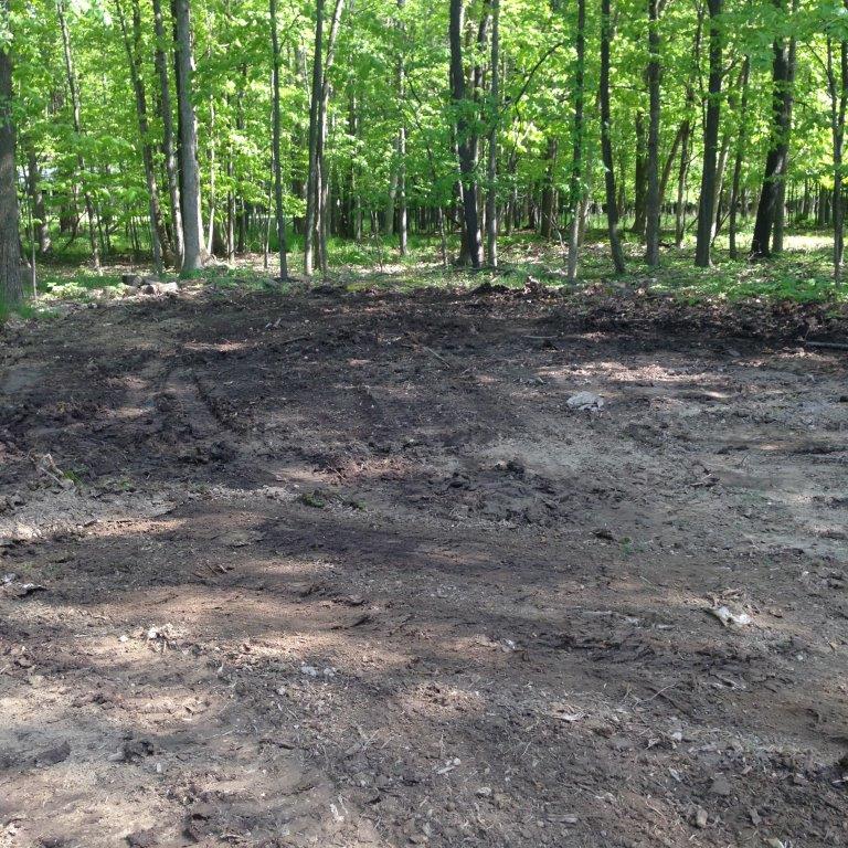 Wooded clearing with bare dirt and green trees in the background