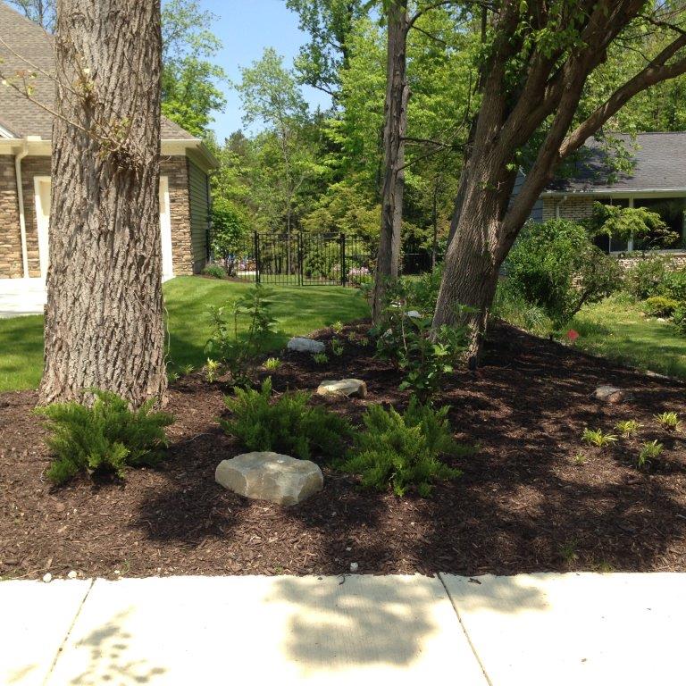Mulched front yard with mature trees, small shrubs, rocks, and a concrete sidewalk in front of a house