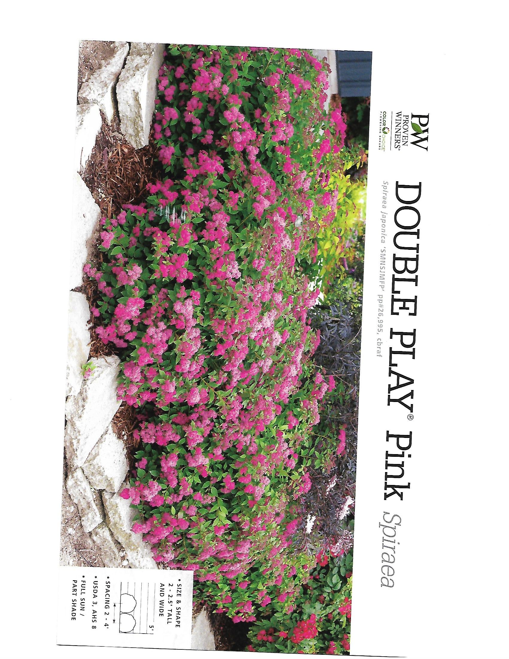 Pink flowering ground cover labeled “Double Play Pink” in a nursery pot with a garden background
