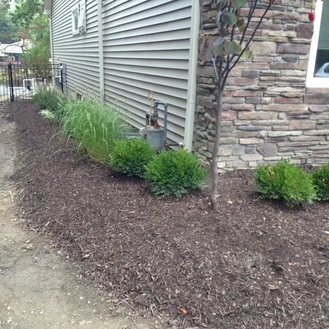 Mulched landscaping bed with small shrubs and ornamental grass along a house’s stone and siding wall