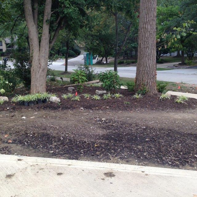 Mulched garden bed with young shrubs and trees beside a paved path in a park