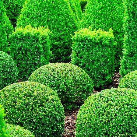 Neatly trimmed bright green shrubs in a garden, arranged in rows on mulch.