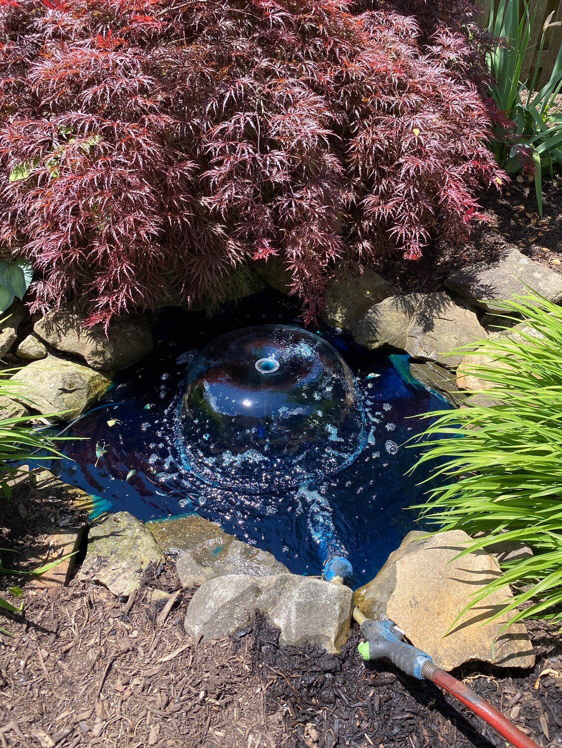 Small garden pond with blue water, rocks, and a pink-leaved shrub overhanging it