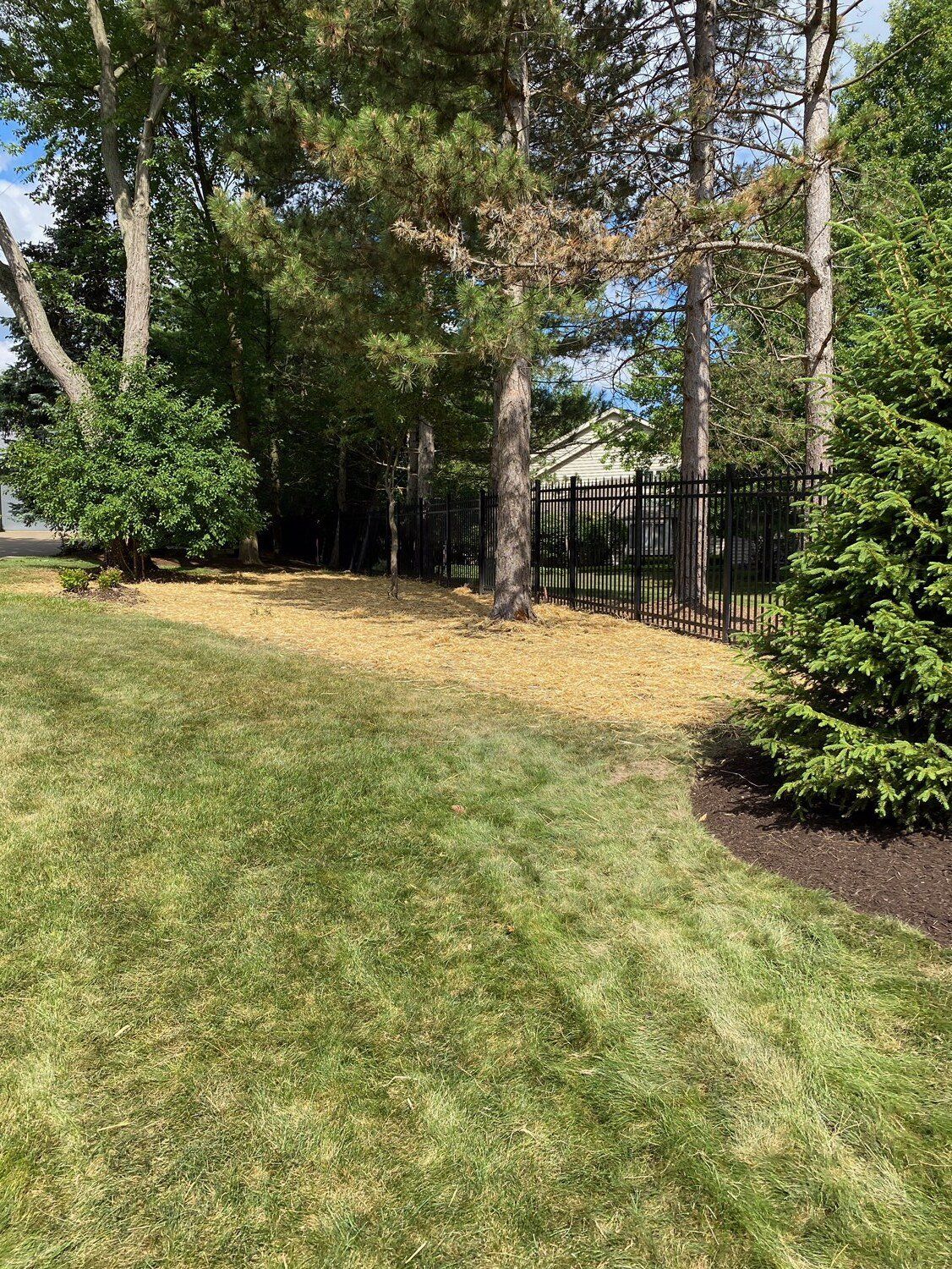 Grassy yard with trees, shrubs, and a black fence on a sunny day