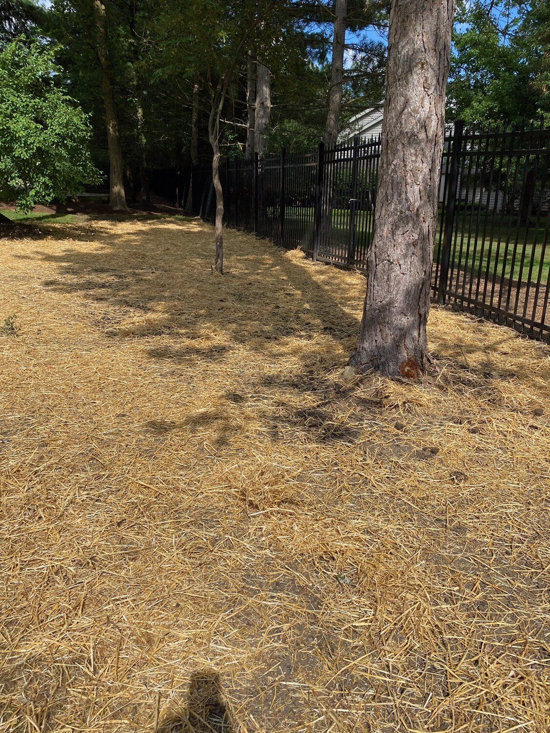 Leaf-covered yard beside a black metal fence and trees in bright sunlight