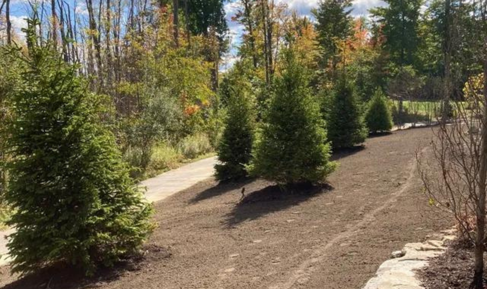 Row of small evergreen trees along a mulched garden path in a sunny landscaped yard