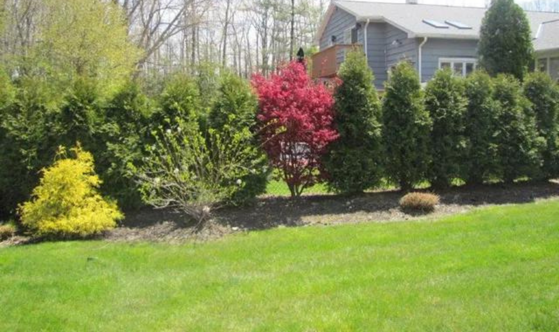 Landscaped yard with green grass, shrubs, a red bush, and a gray house in the background