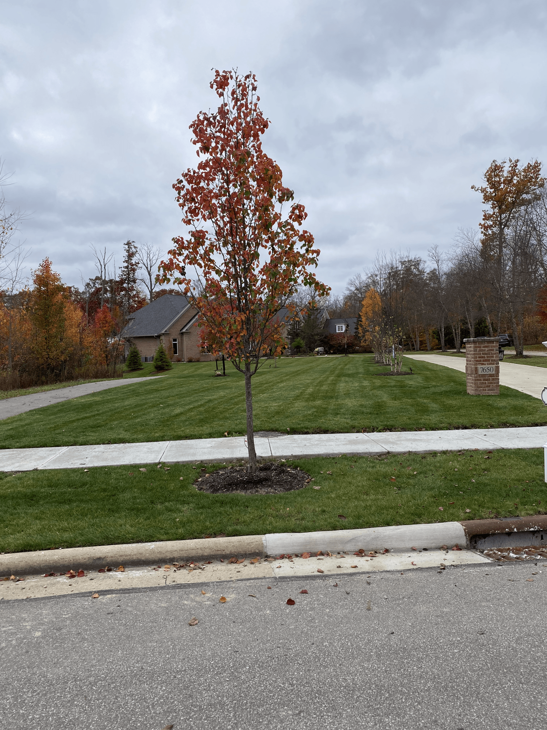 Small tree with red leaves in a grassy suburban median beside a sidewalk and street under cloudy skies