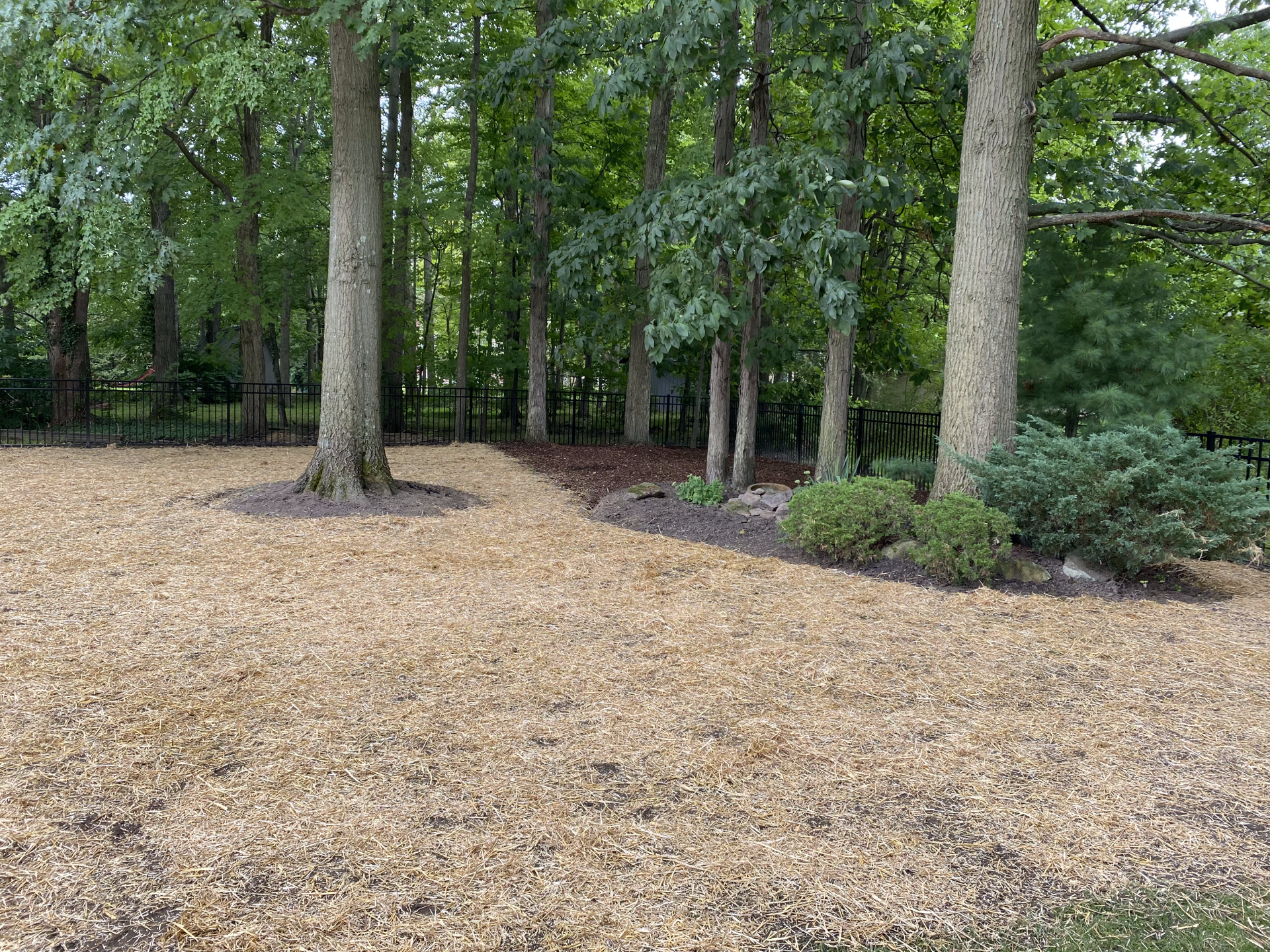 Wooded backyard with mulch ground cover, tall trees, and shrubs along the edge