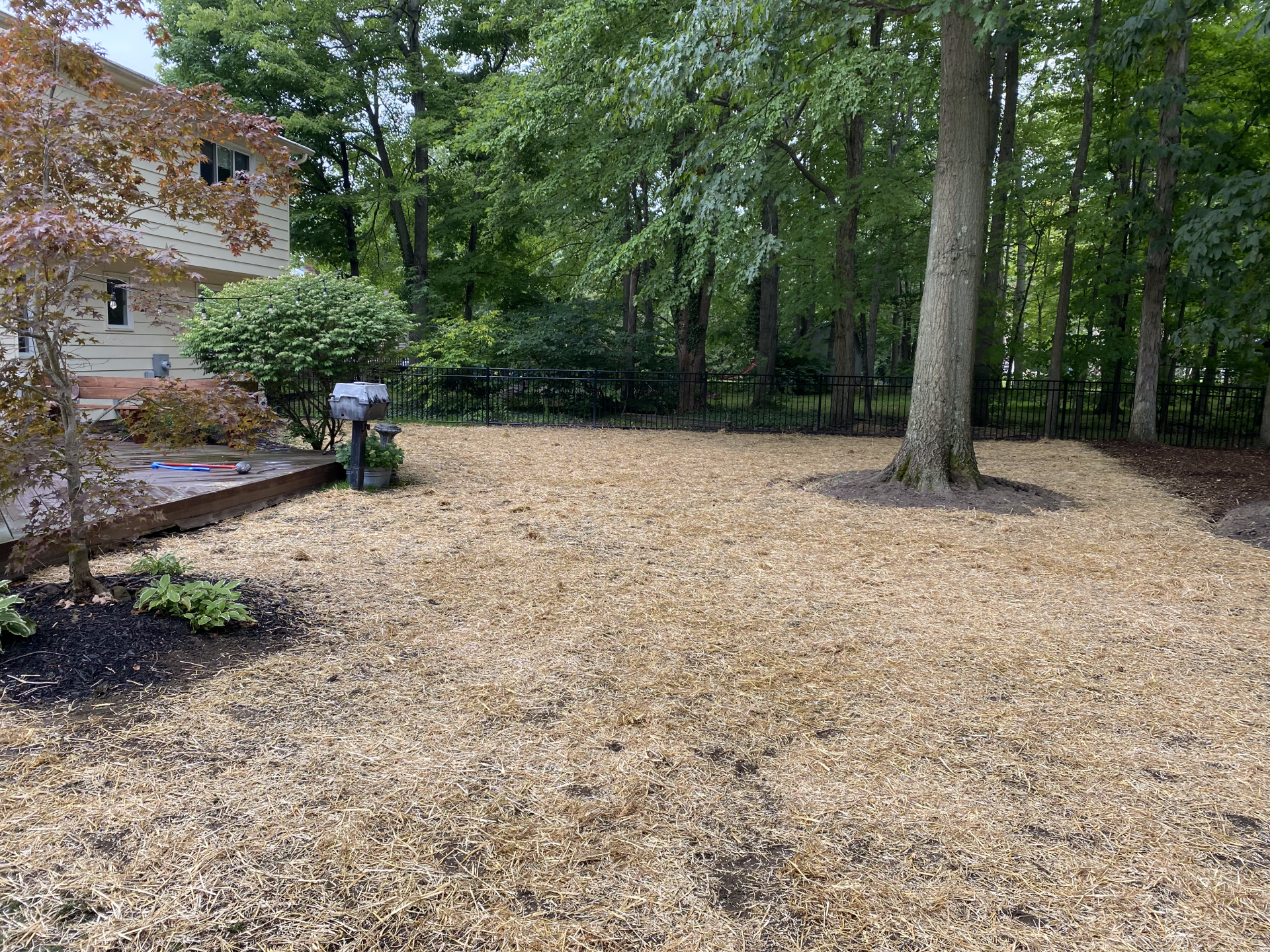 Leaf-covered backyard with a large tree, wooded background, and a house edge on the left.