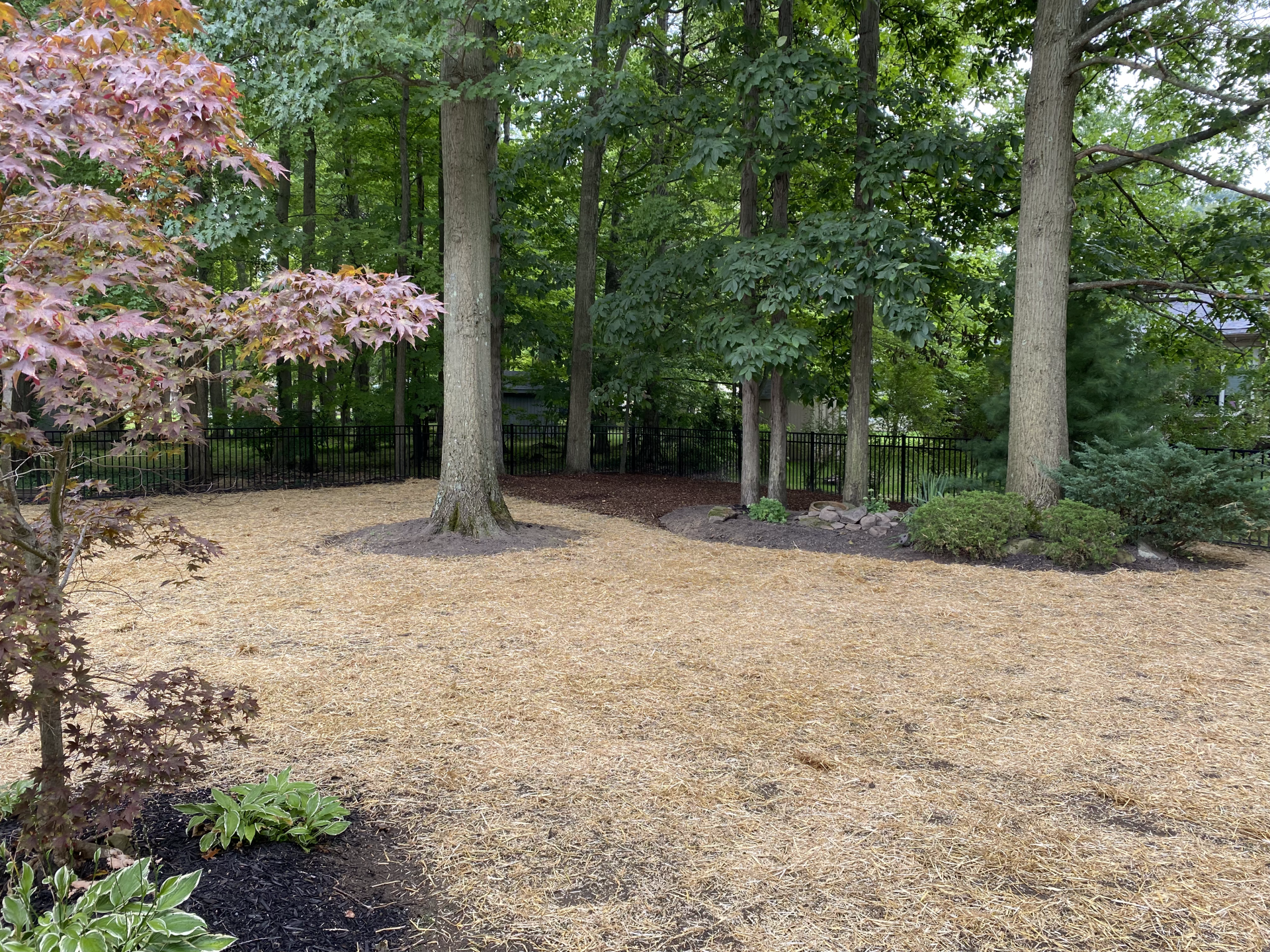 Wooded garden clearing with tall trees, a pink flowering tree on the left, and mulch-covered ground
