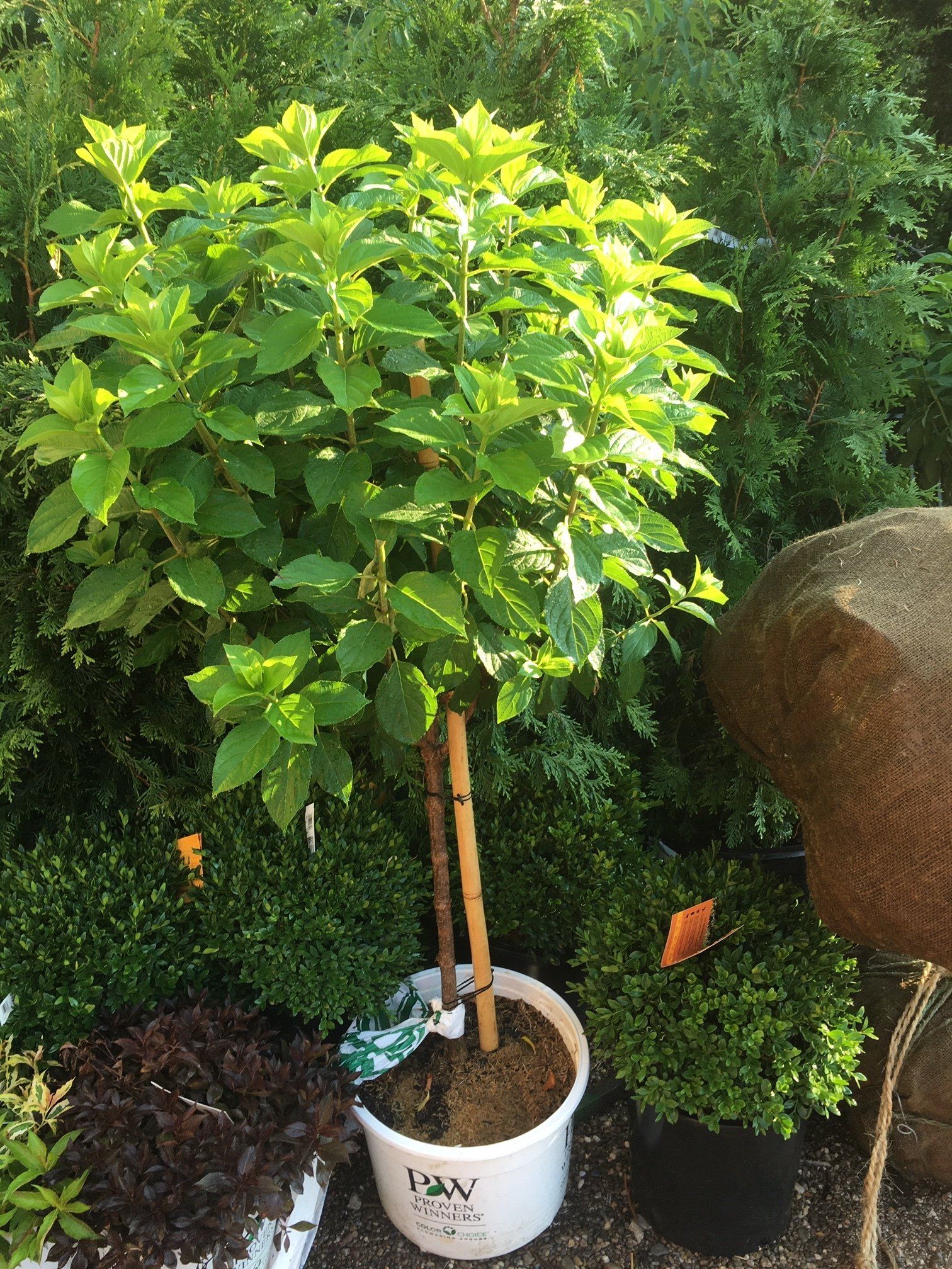 Potted small tree with bright green leaves in an outdoor garden beside a large rock
