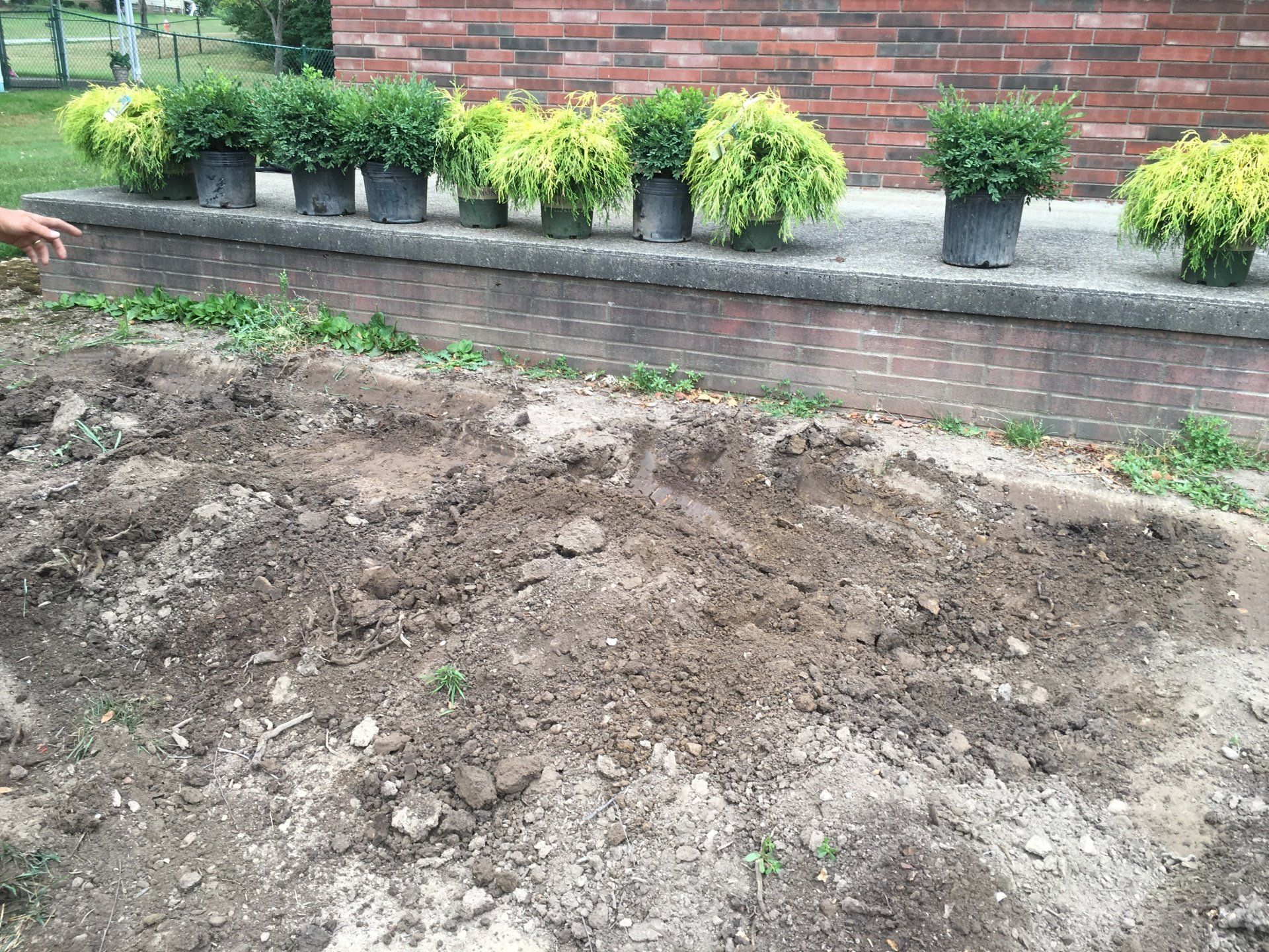 Dirt-covered garden bed in front of a brick wall with potted shrubs on a raised ledge