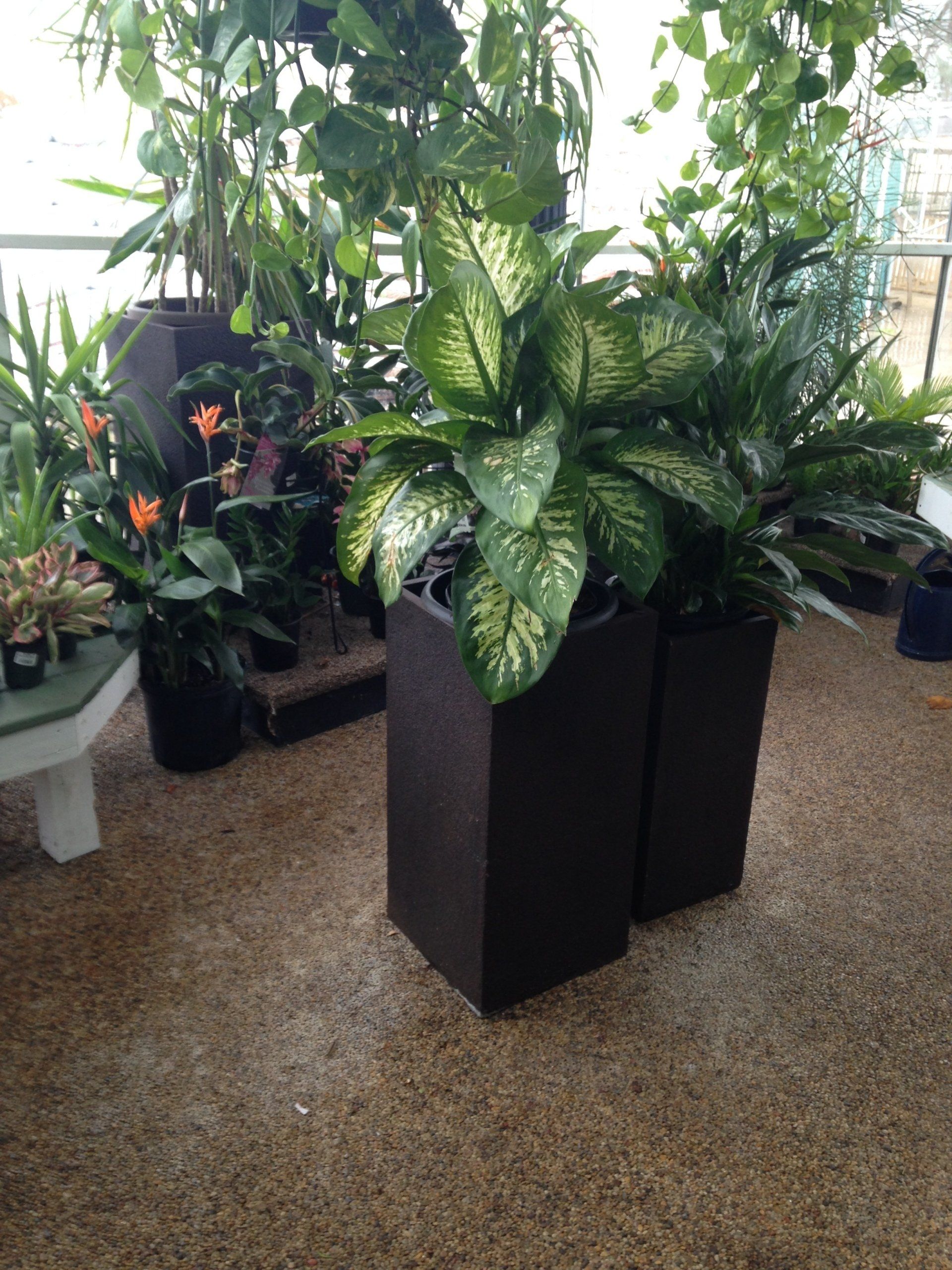 Tall black planters with leafy green plants in a bright indoor plant display area