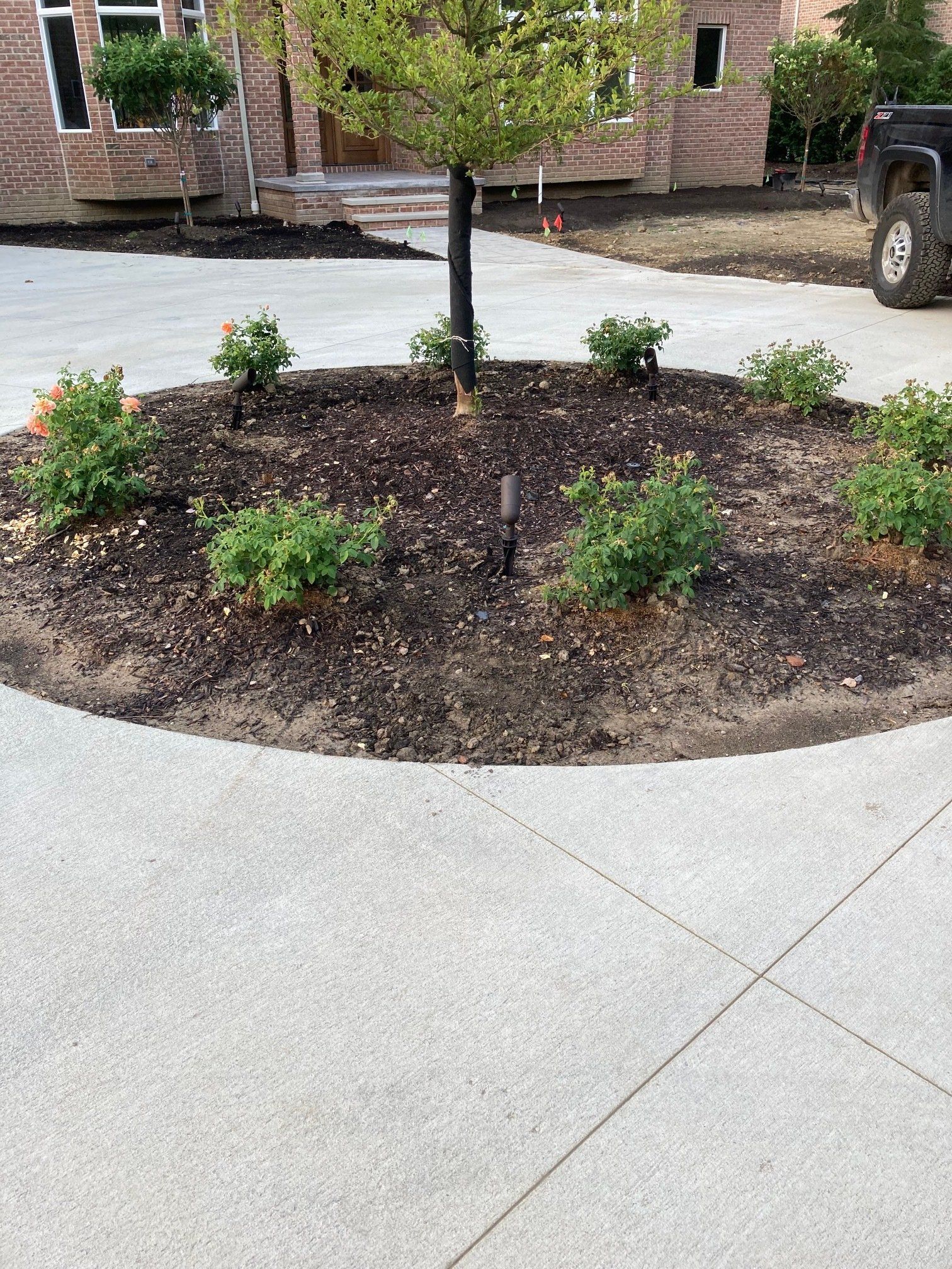 Circular mulch bed with small shrubs around a young tree beside a concrete sidewalk and parking lot