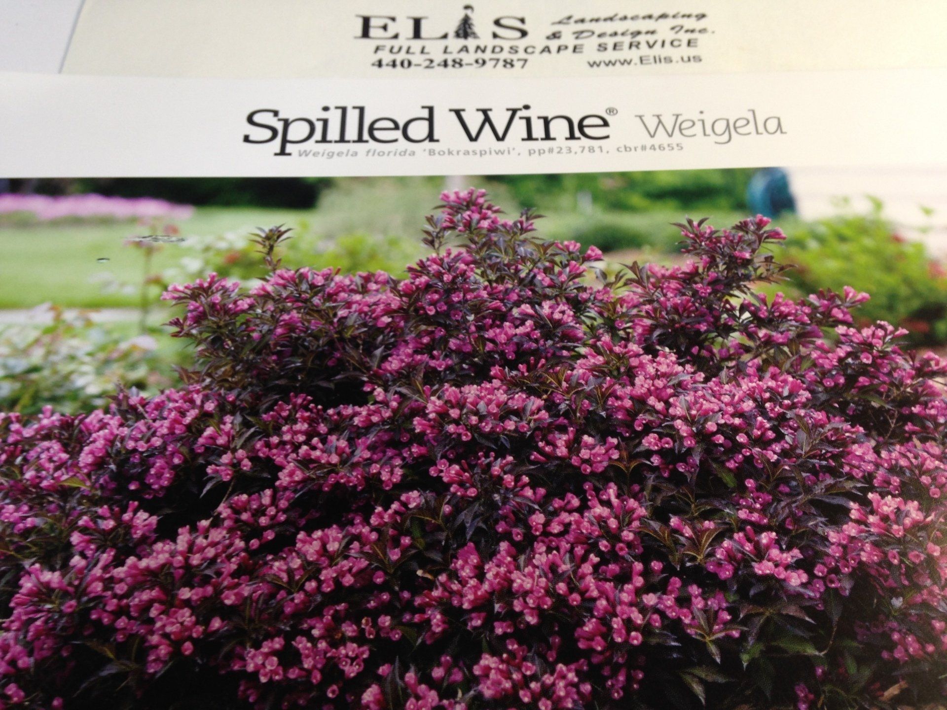 Pink flowering weigela shrub labeled “Spilled Wine” in a garden nursery setting