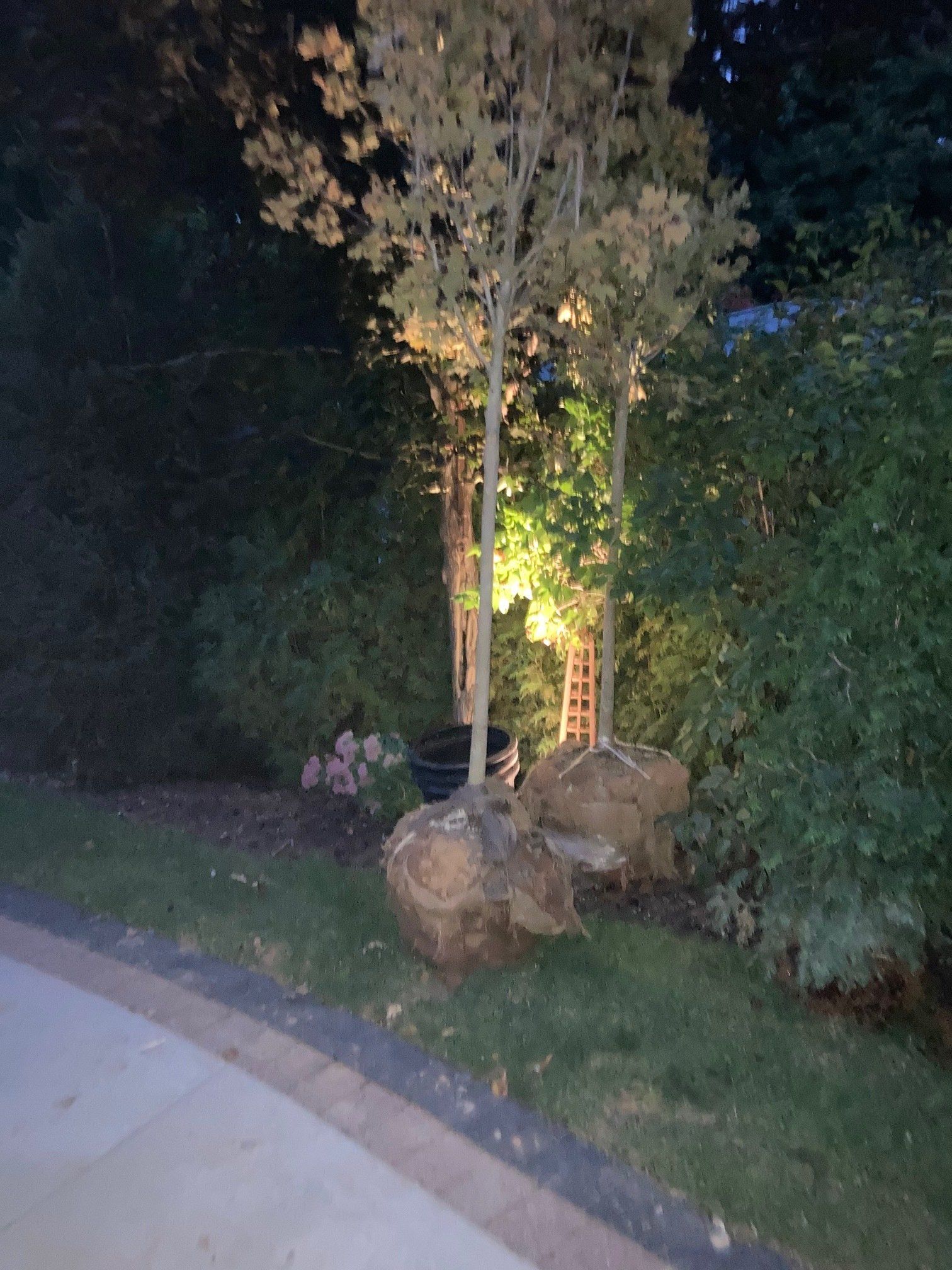 Nighttime garden path lit by spotlights, with rocks, shrubs, and tall trees beside a curved walkway.