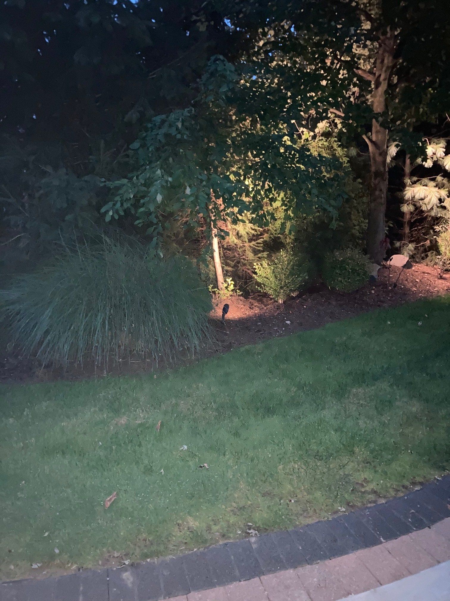 Nighttime yard with grass, trees, and shrubs lit by a bright outdoor light near a curved walkway