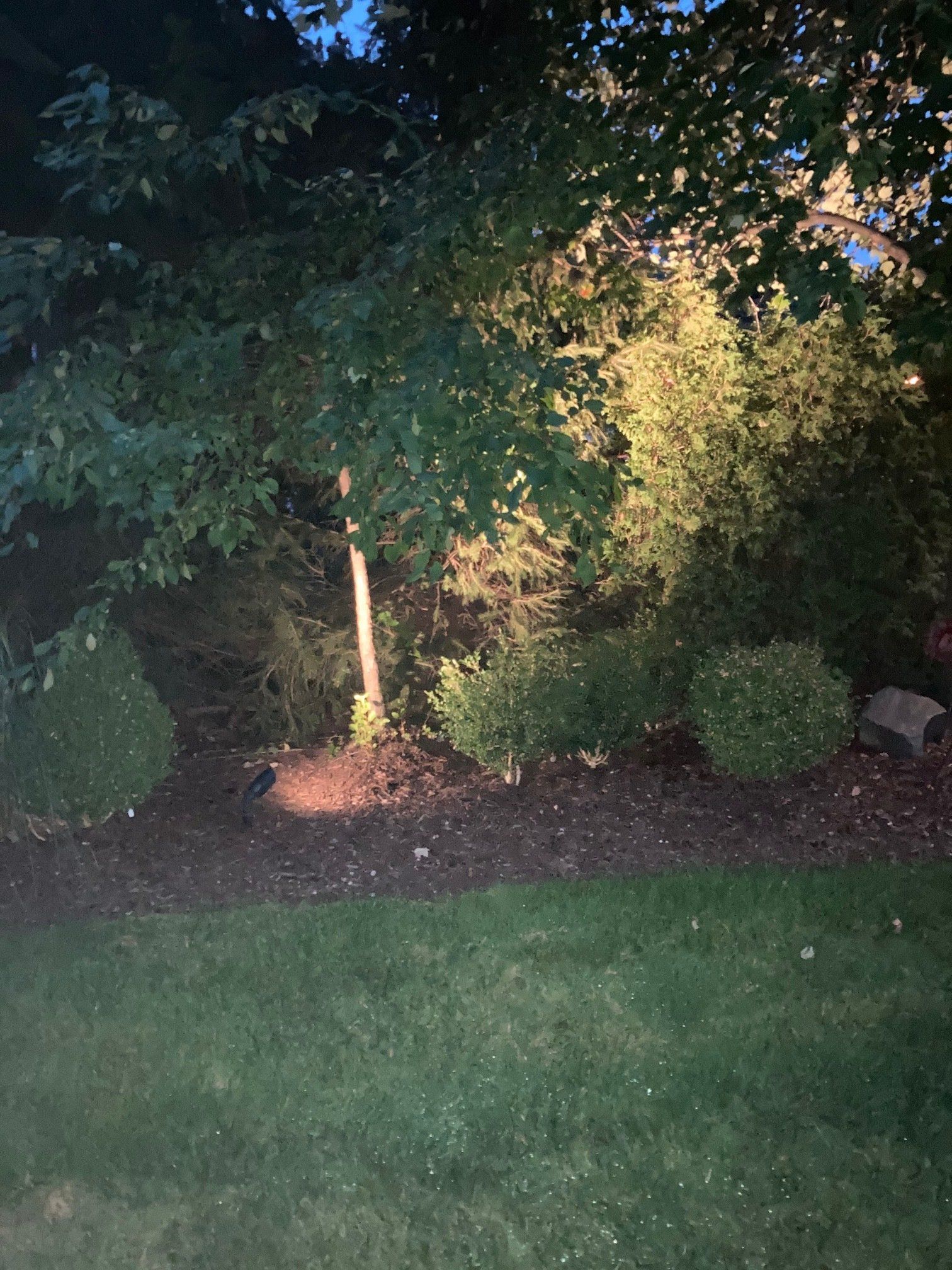Backyard at dusk with a lit tree, shrubs, and grass lawn.