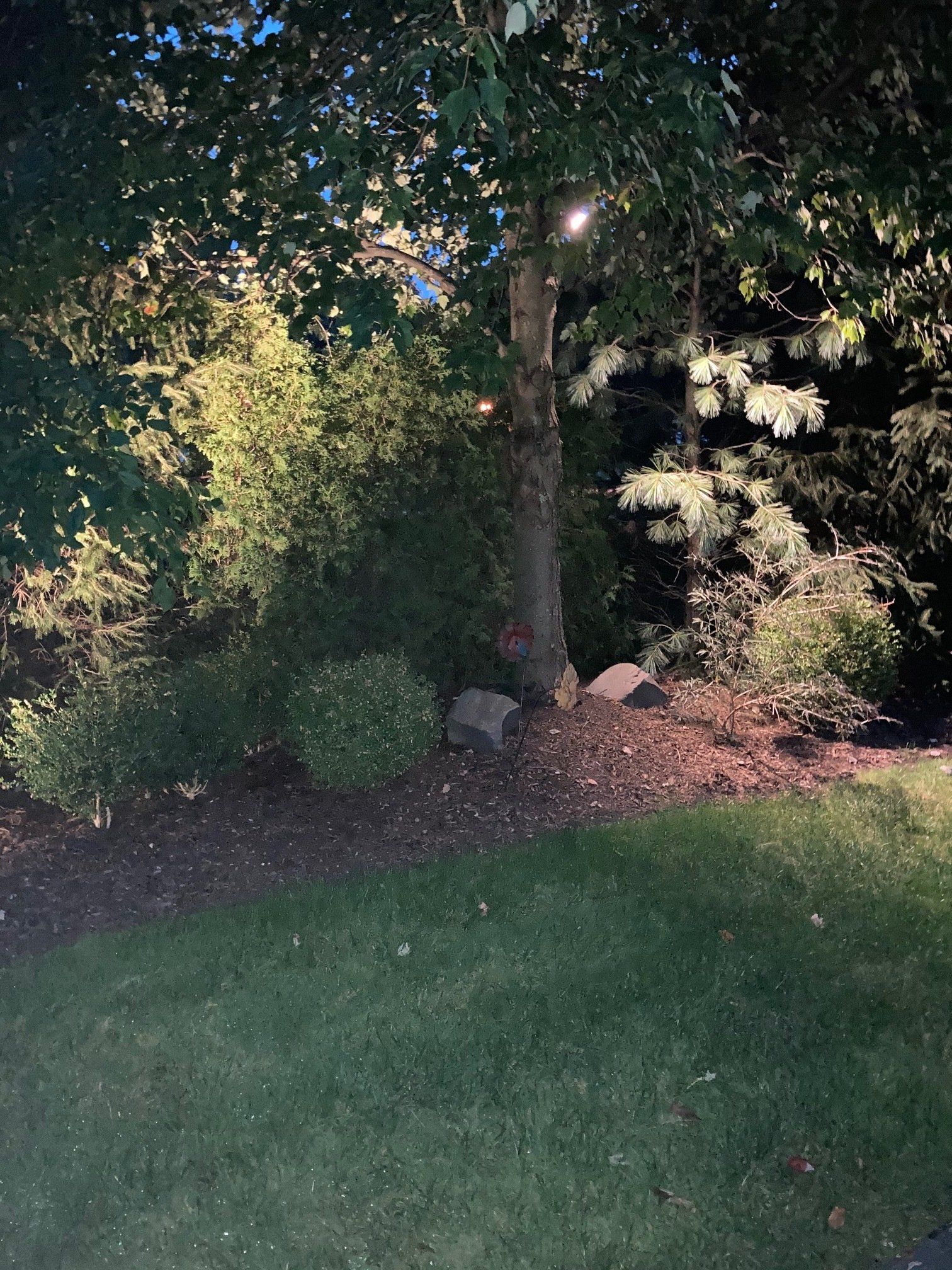Backyard garden bed with shrubs, a tree, and green lawn in sunlight