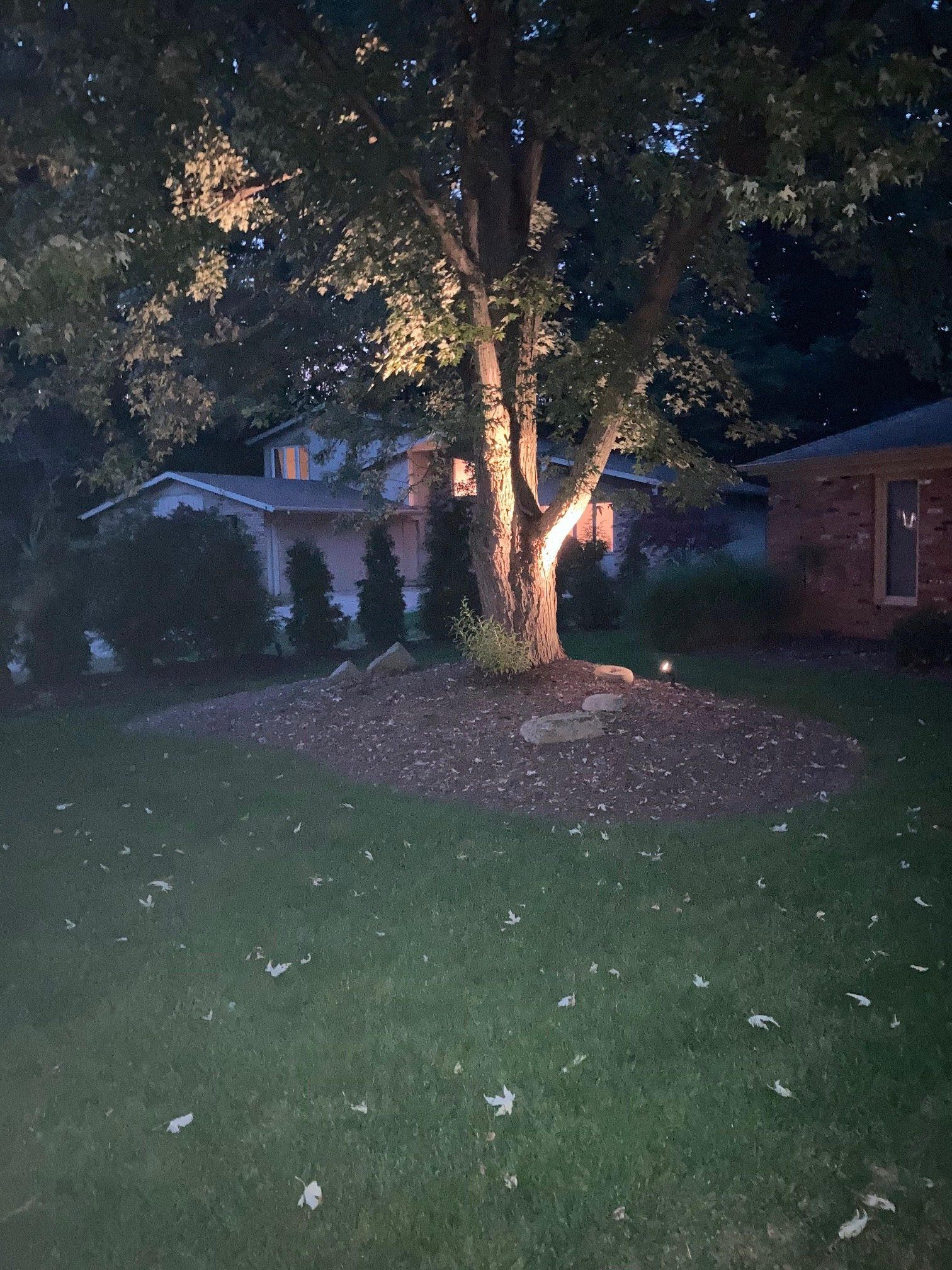 Floodlit tree in a dark suburban yard at night, with a house and lawn in the background.
