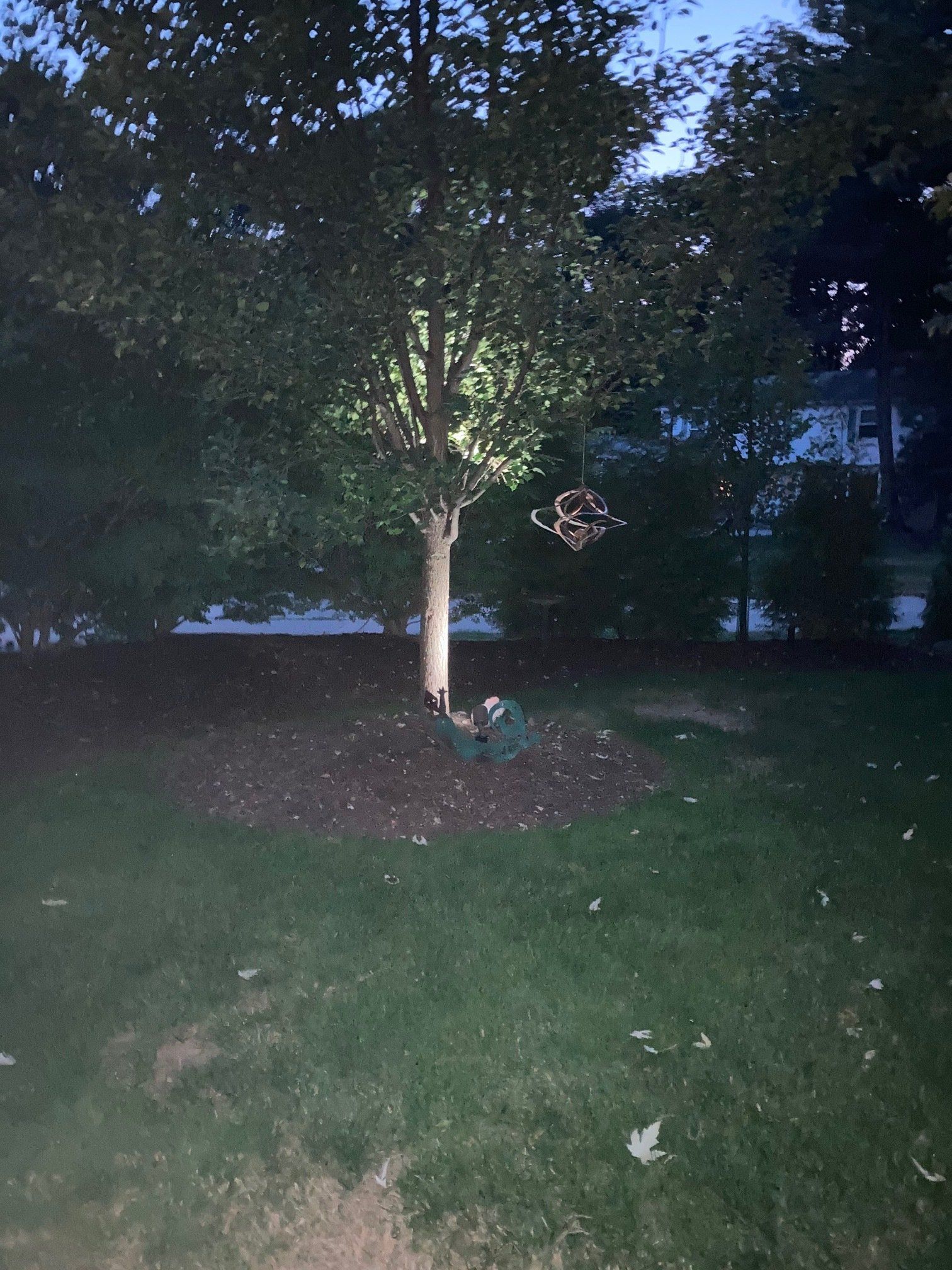 Dim backyard with a lit tree, grass lawn, and a hanging decoration at dusk.