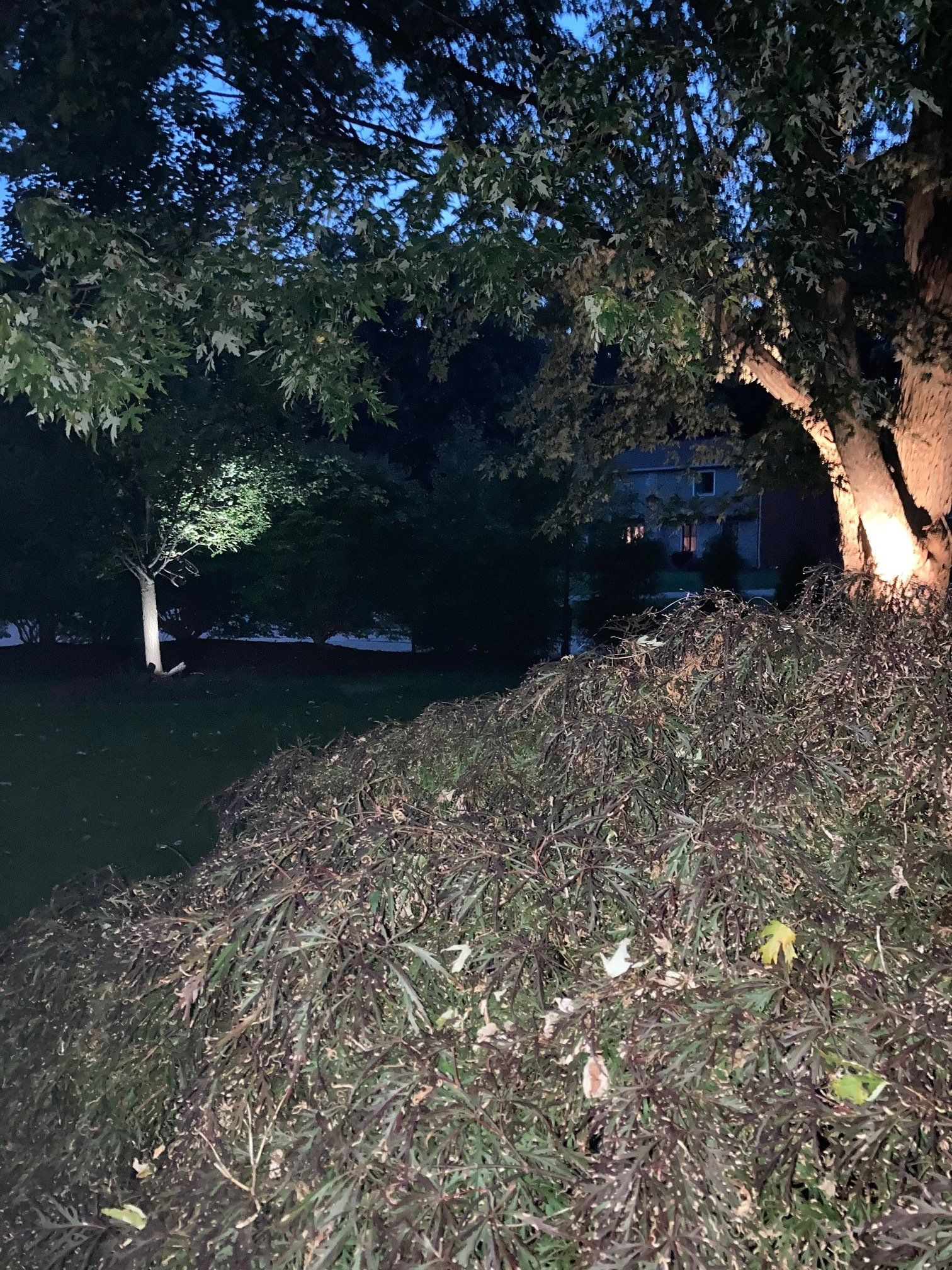 Nighttime yard with trees, bushes, and a lit area near a house in the background.