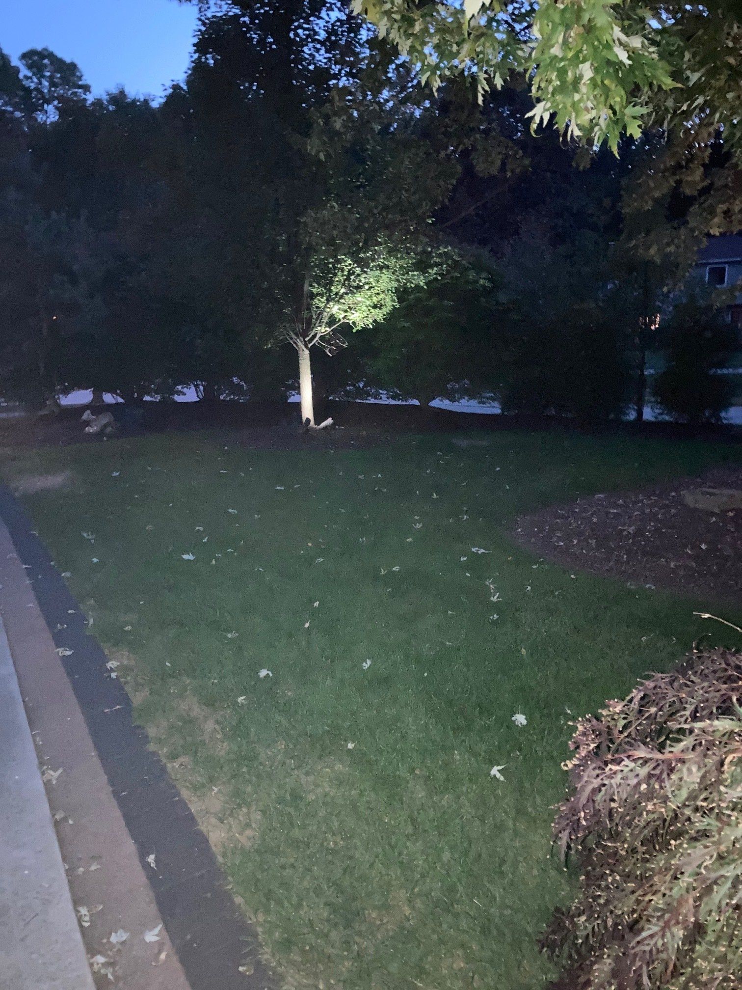 Dimly lit front yard with green lawn, a lit tree, and a sidewalk along the left edge.