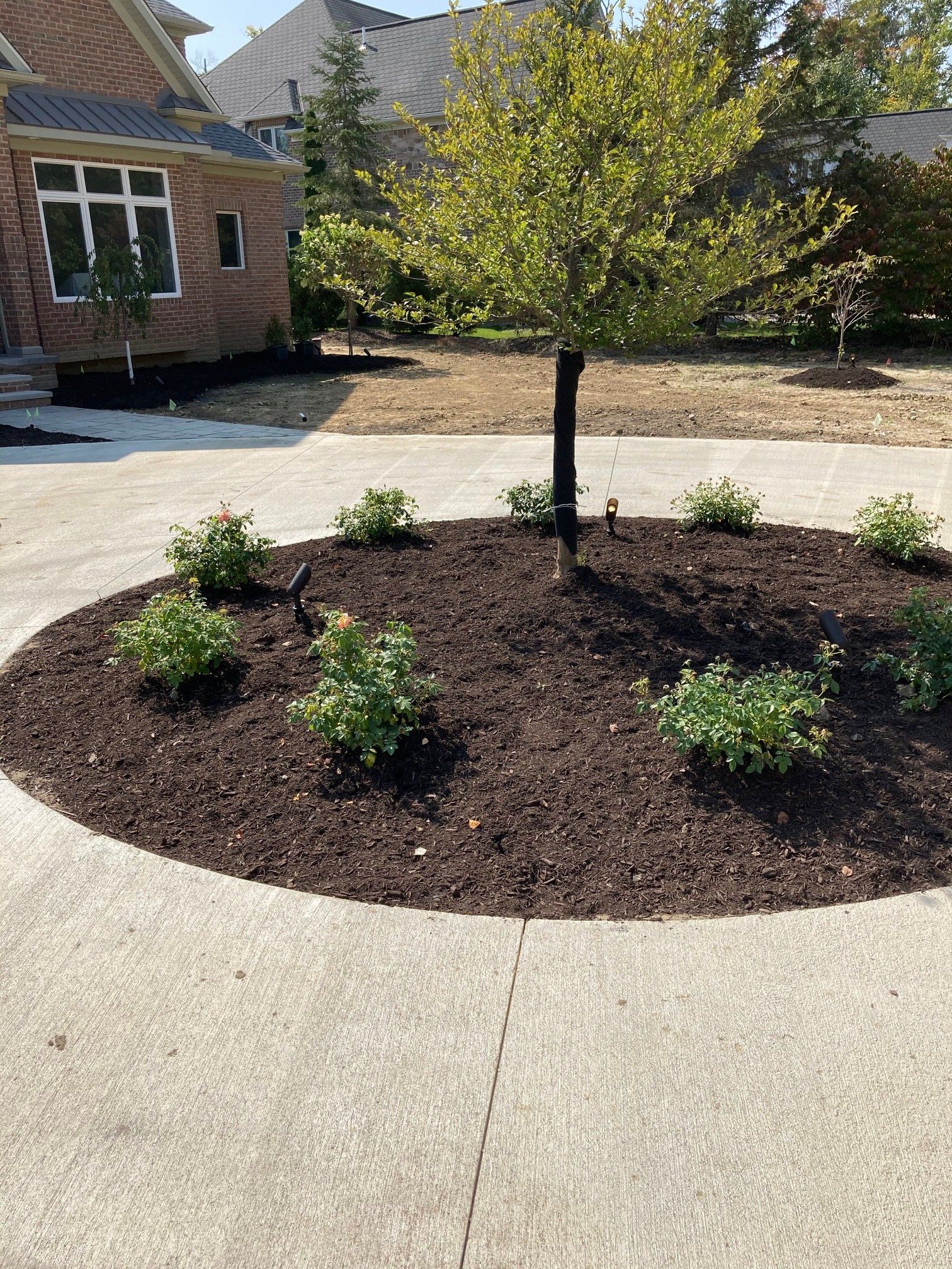 Landscaped front yard with a small tree and several shrubs in a circular mulch bed beside a house driveway