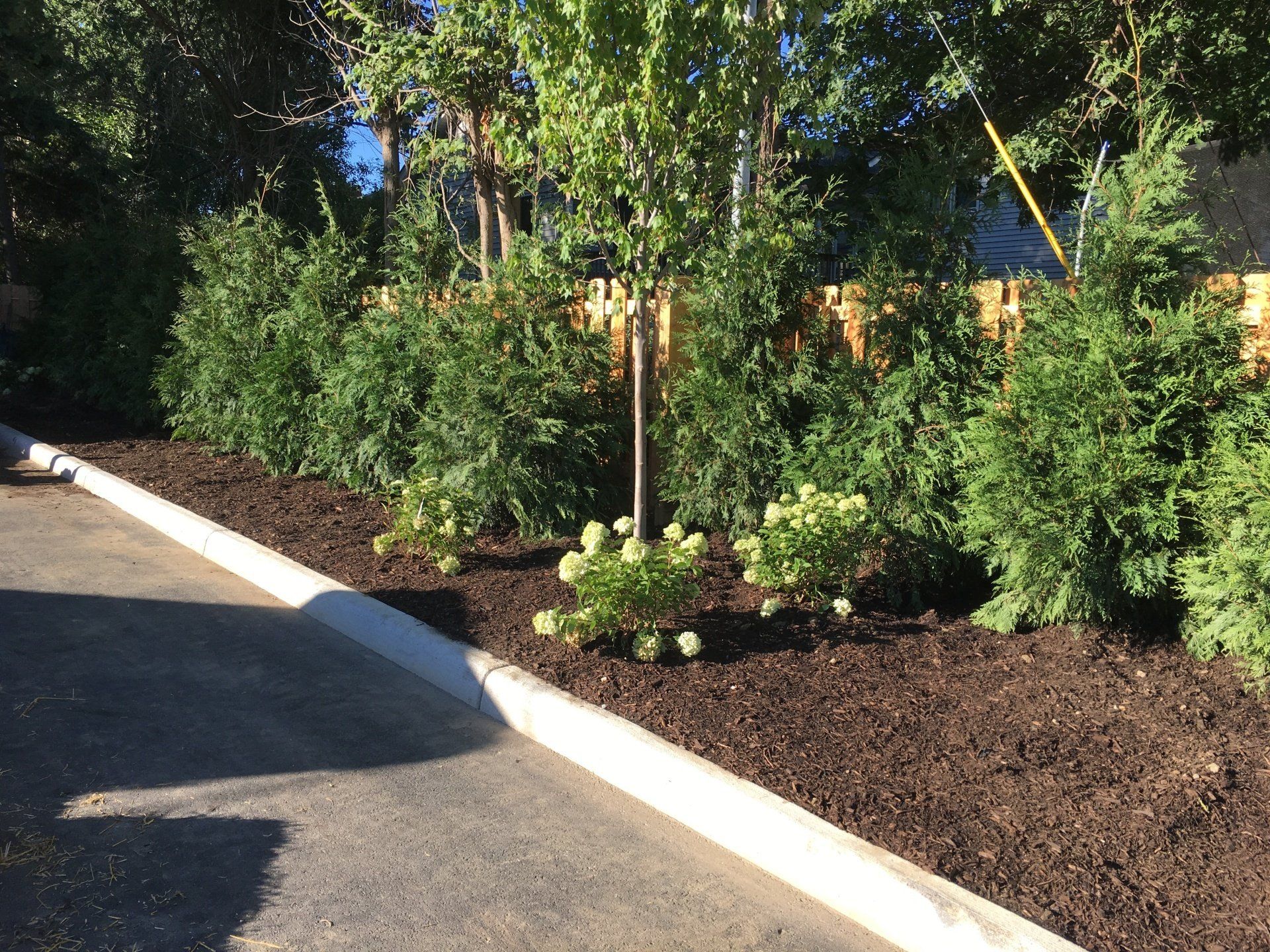 Landscaped garden bed with green shrubs, trees, and dark mulch beside a concrete curb
