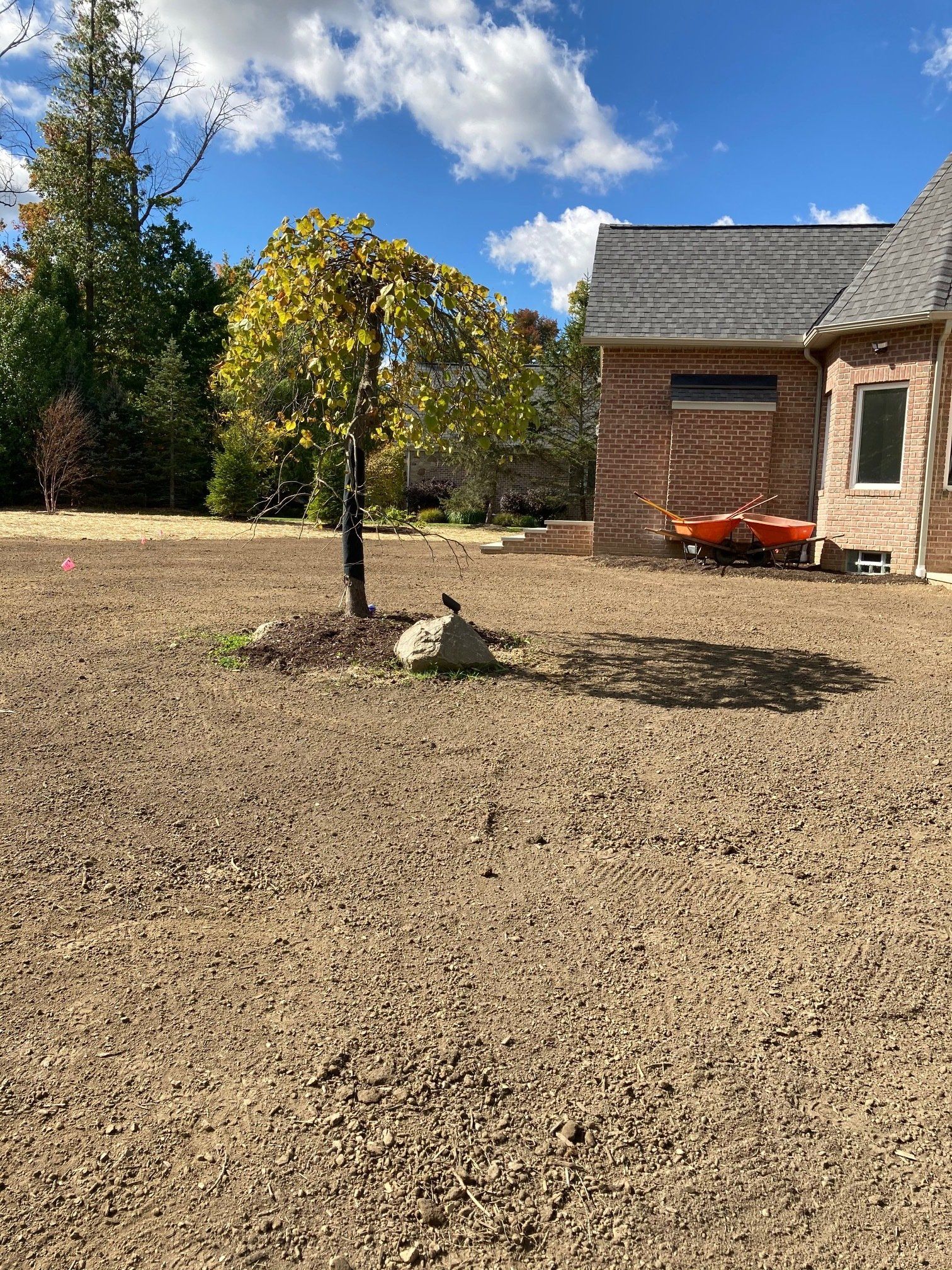Sunny backyard with a small tree, bare ground, and a brick house under a blue sky with clouds