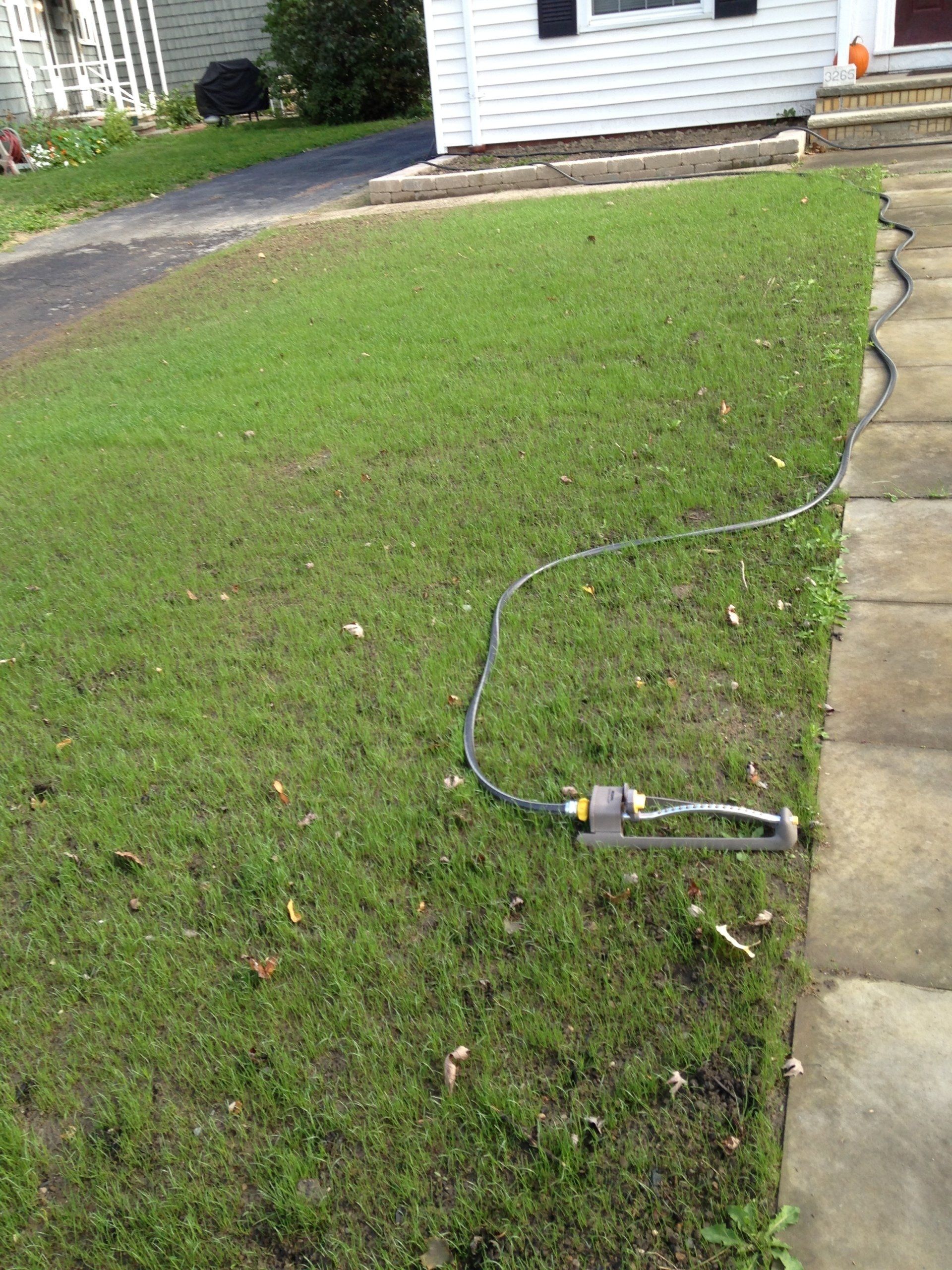 Garden hose and sprinkler lying across a grassy lawn beside a house and sidewalk.
