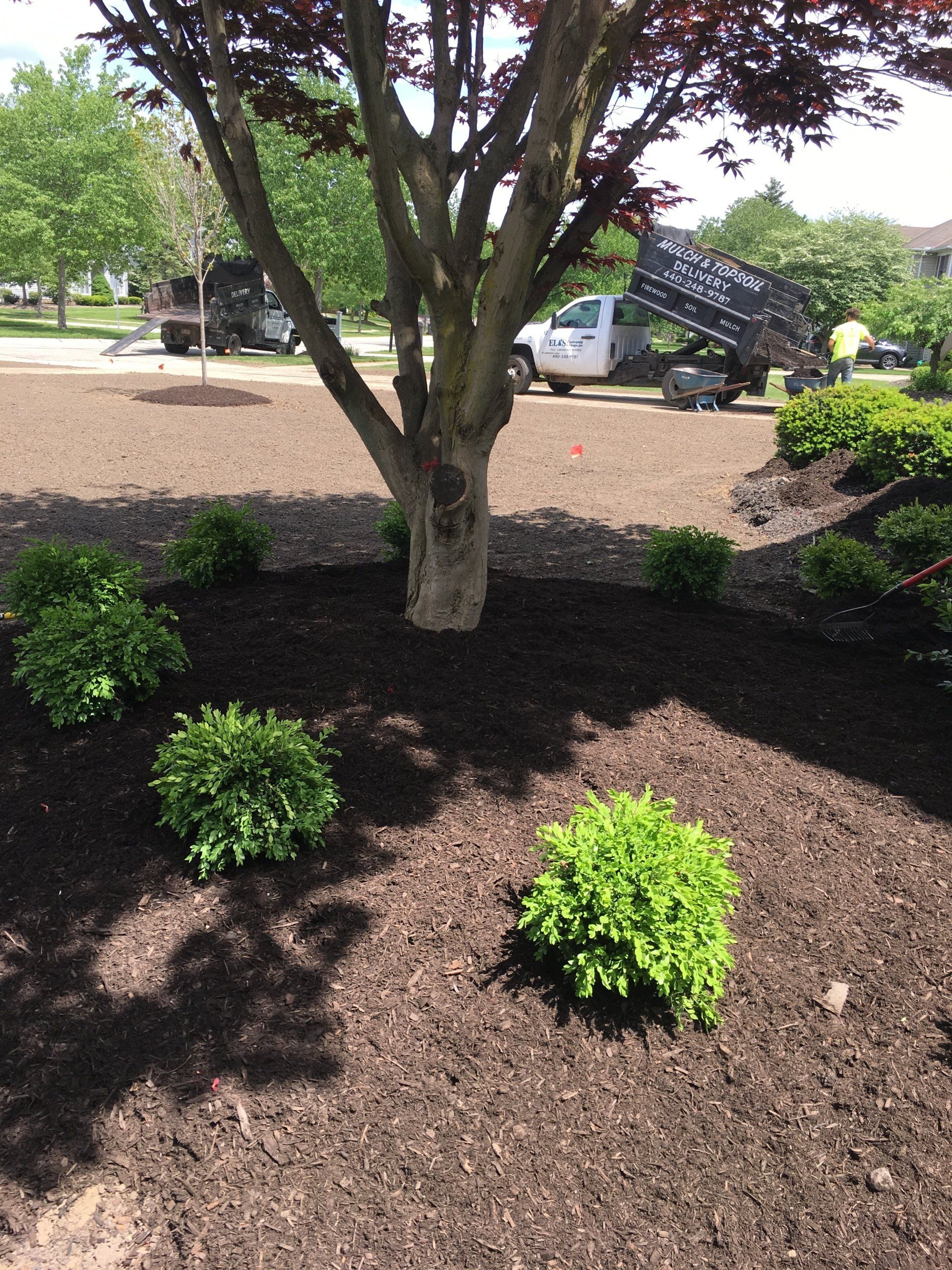 Landscaped yard with a tree, shrubs, and dark mulch in bright sunlight