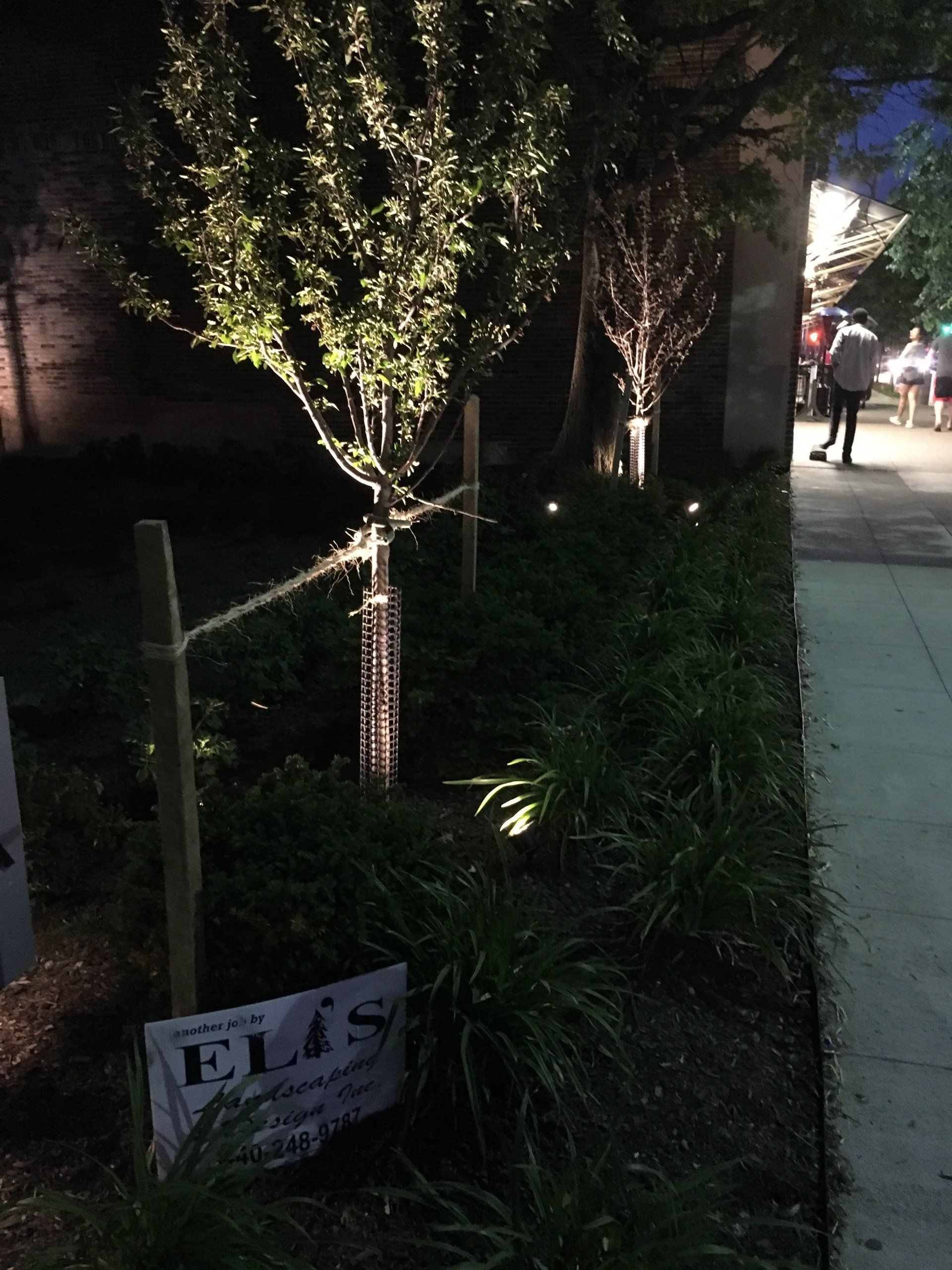 Night sidewalk with small lit trees and plants beside a city path, with a sign in the grass.