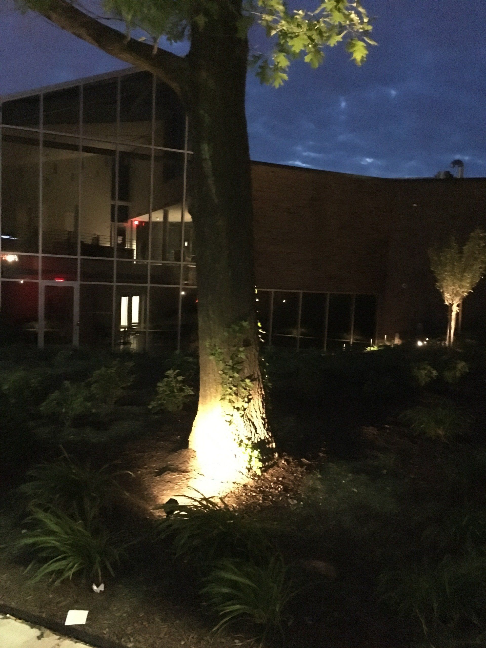 Lit tree trunk in a landscaped area beside a modern building at night