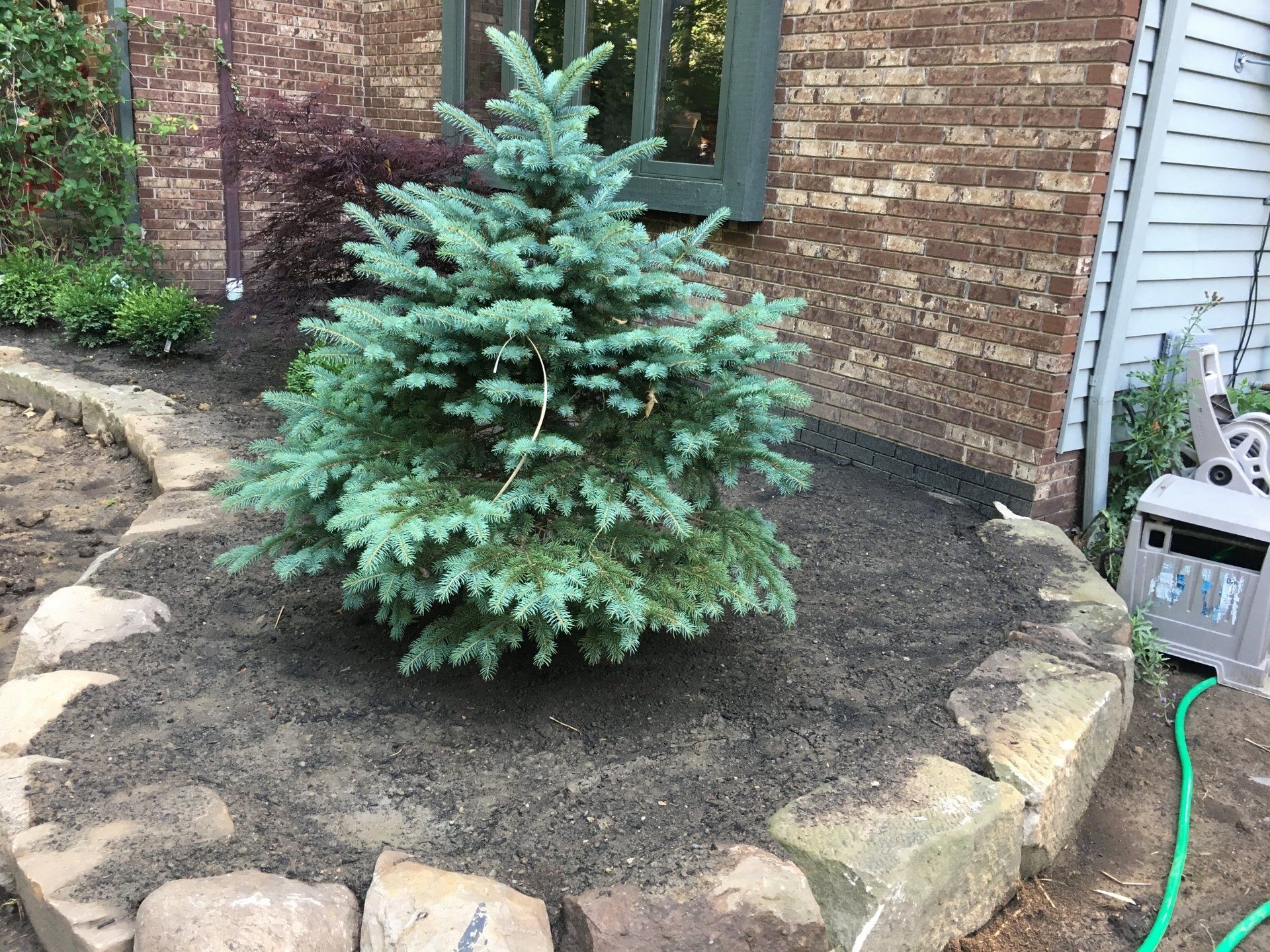 Small evergreen shrub in a mulched garden bed beside a brick house and stone edging.