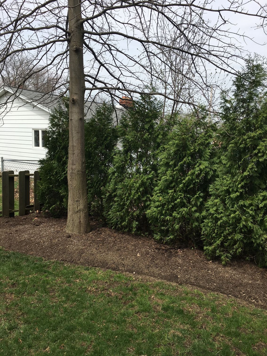 Leafless tree and dense green shrubs in a yard beside a white house, with mulch and grass in the foreground.