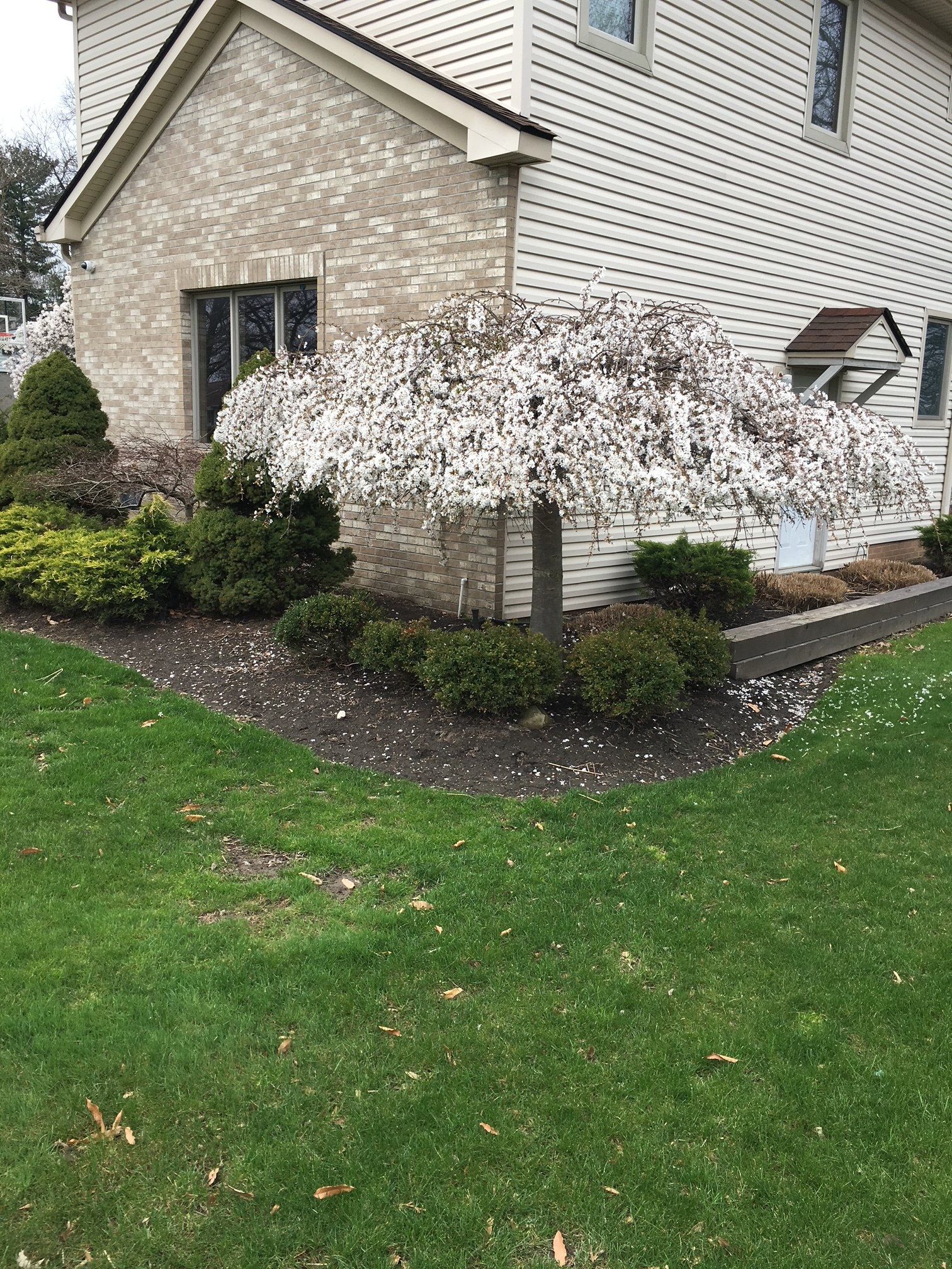 Flowering white shrub in a landscaped yard beside a house with stone and siding.