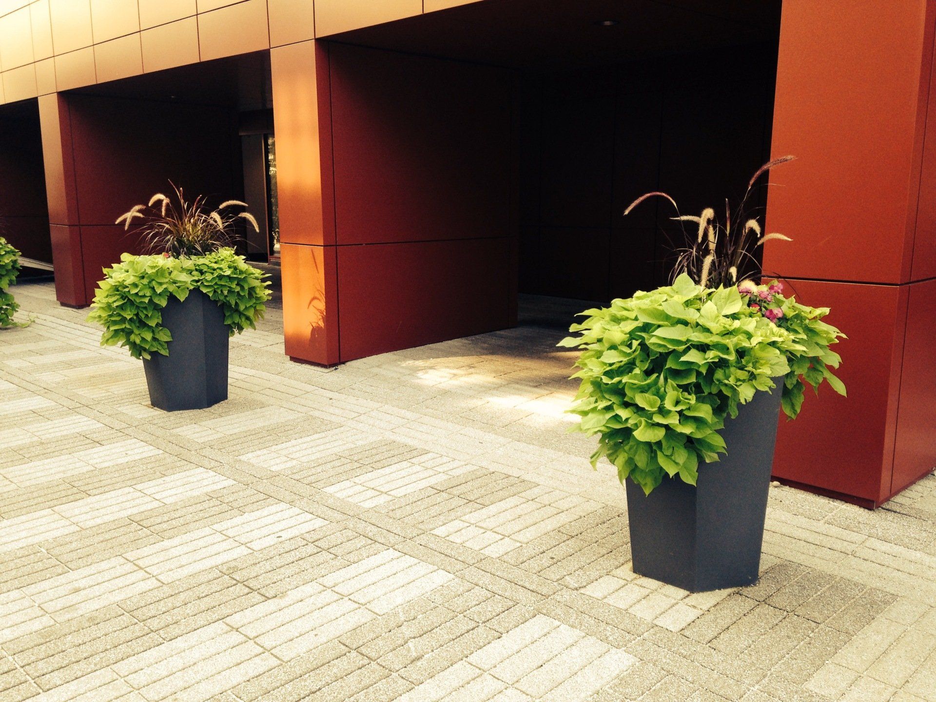 Two black planters with green foliage beside a modern building entrance